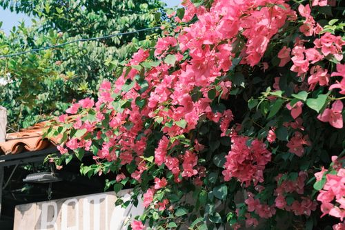 Free A lush display of pink bougainvillea blossoms in bright sunlight creating a vivid and natural scene. Stock Photo