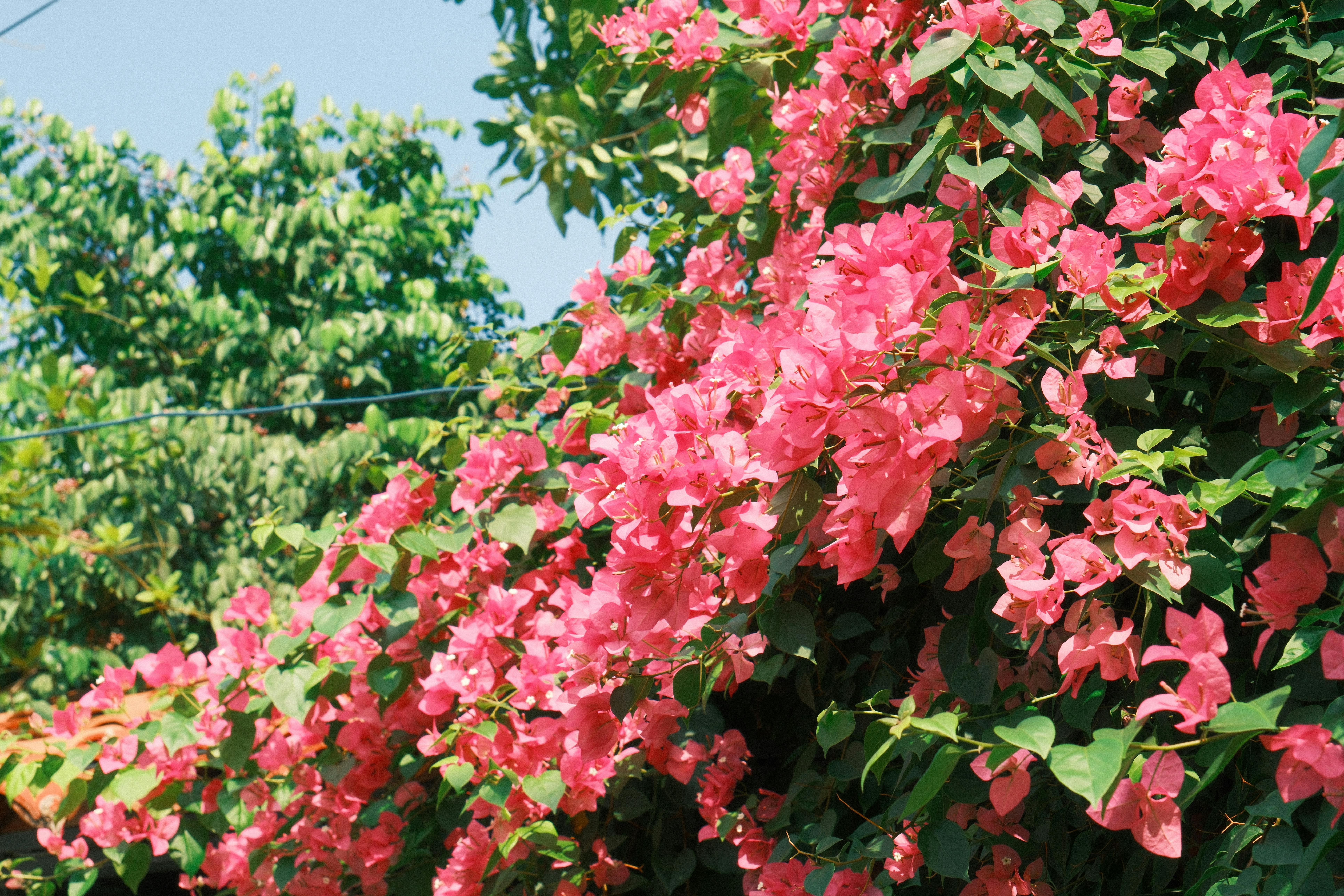 Miễn phí Một bụi hoa giấy tươi tốt với những bông hoa màu hồng rực rỡ tắm mình trong ánh nắng hè ấm áp, tạo nên một khung cảnh khu vườn đầy màu sắc. Ảnh lưu trữ