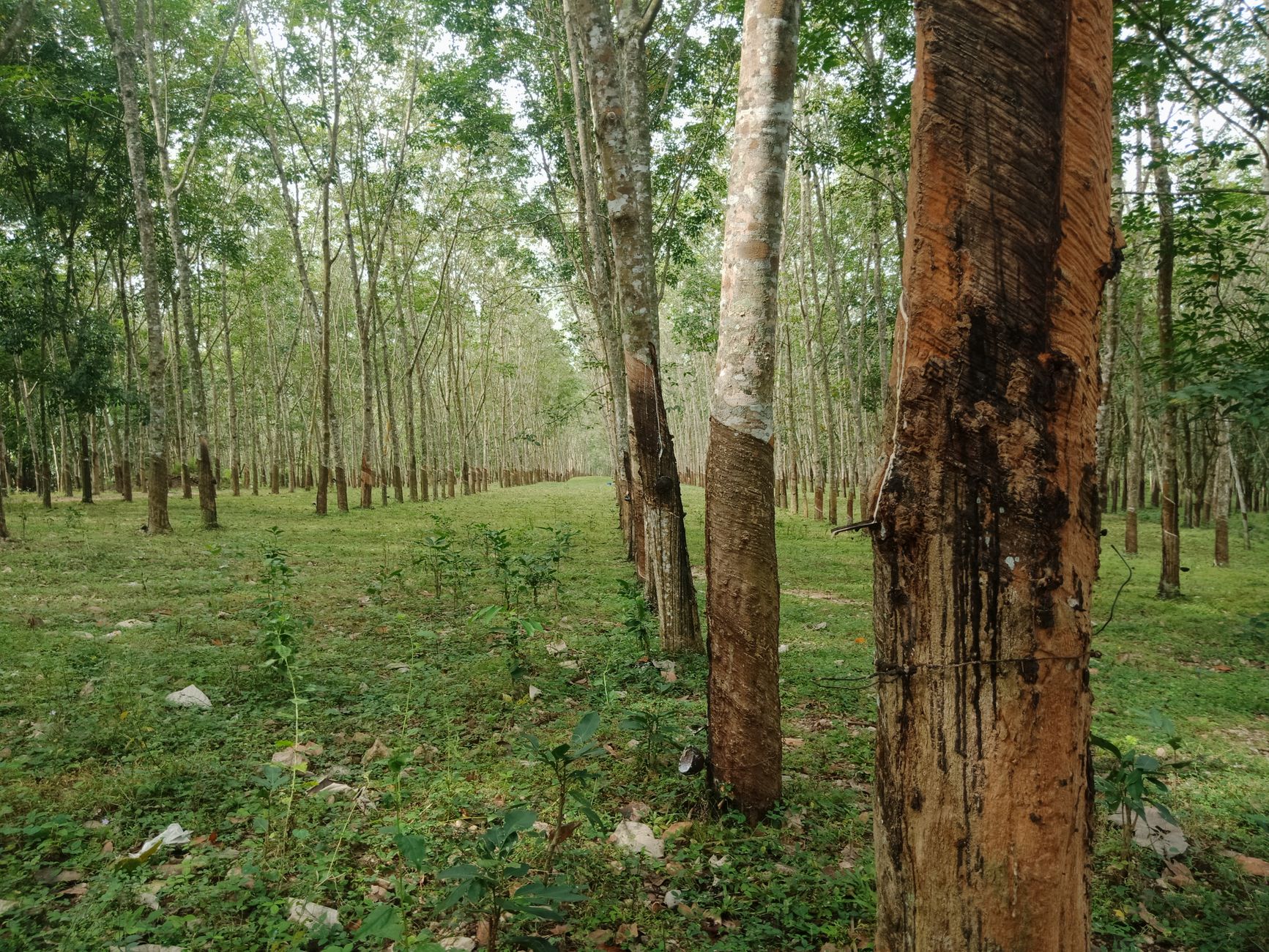 Tranquil view of a rubber plantation in the lush greenery of Sri Lanka.