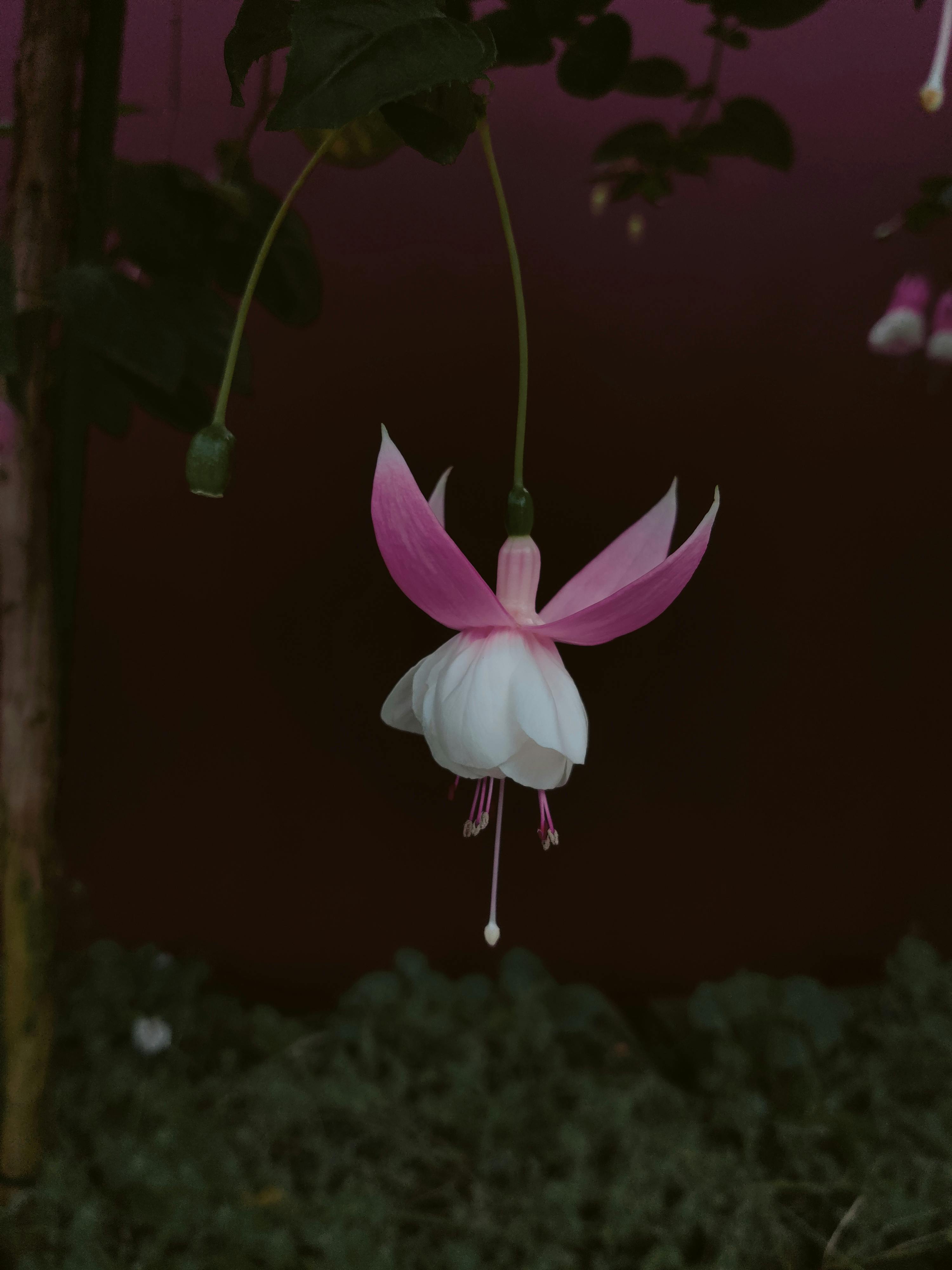 Ingyenes stockfotó árnyékos növény, Ázsia, botanikus témában Stockfotó