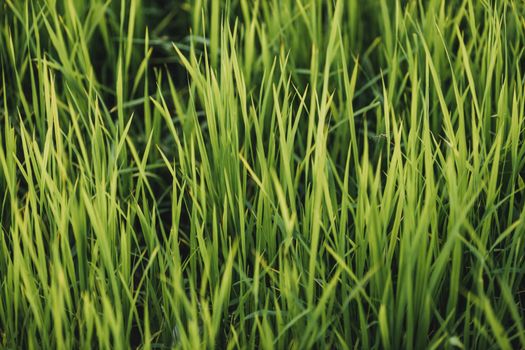 young green rice seedlings