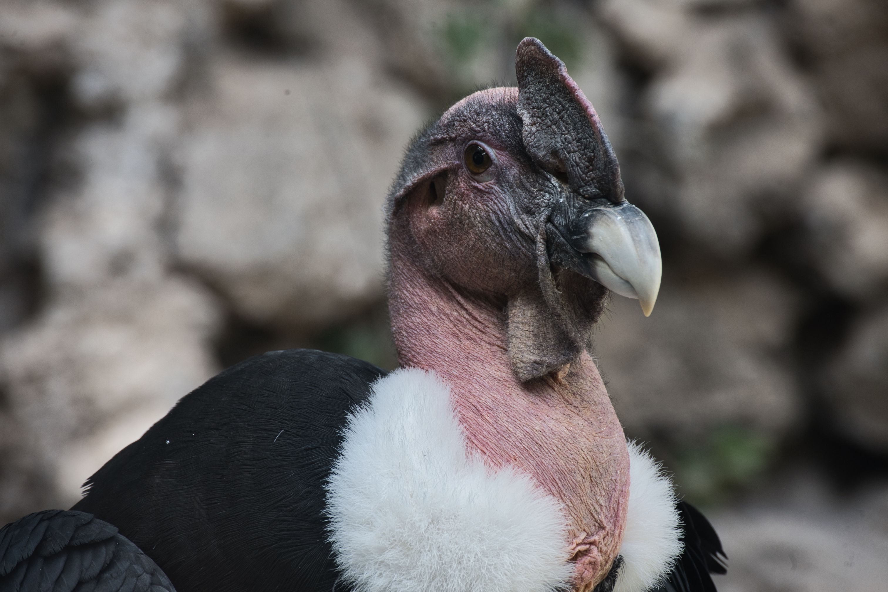 Close-up of a Majestic Andean Condor Bird · Free Stock Photo