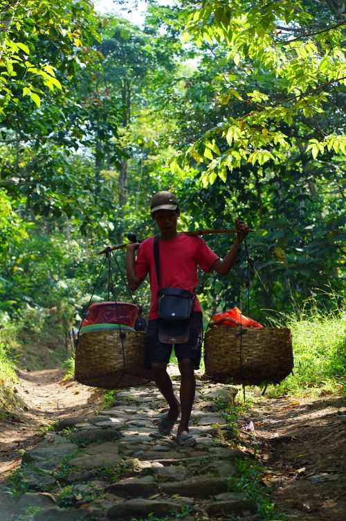 Free A traditional trader carries baskets through a lush forest path in Banten, Indonesia. Stock Photo