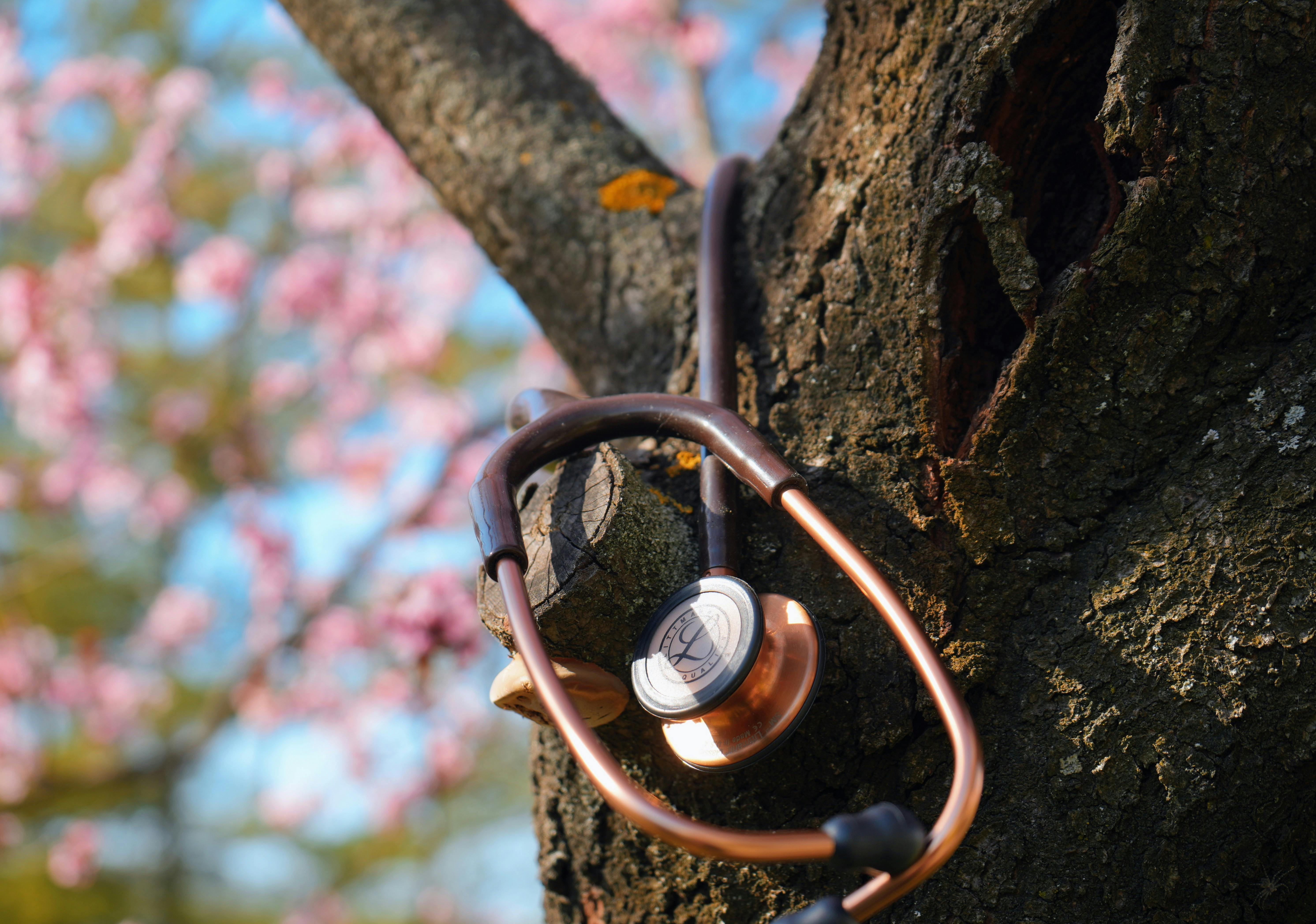 bezplatná Stetoskop přehozený přes větev stromu s jarními květy v pozadí. Základová fotografie