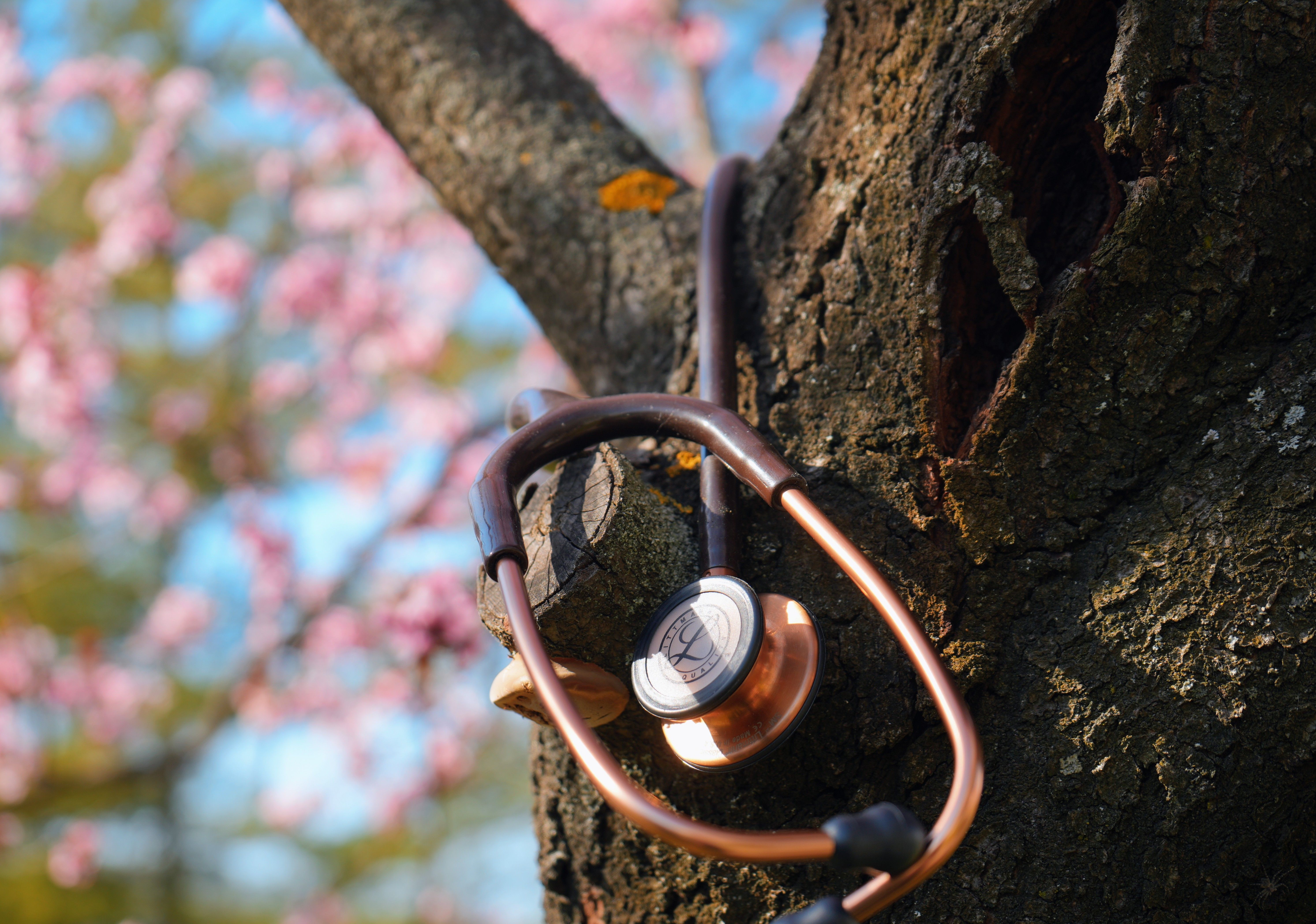 Stethoscope Hanging on Tree Branch with Blossoms · Free Stock Photo