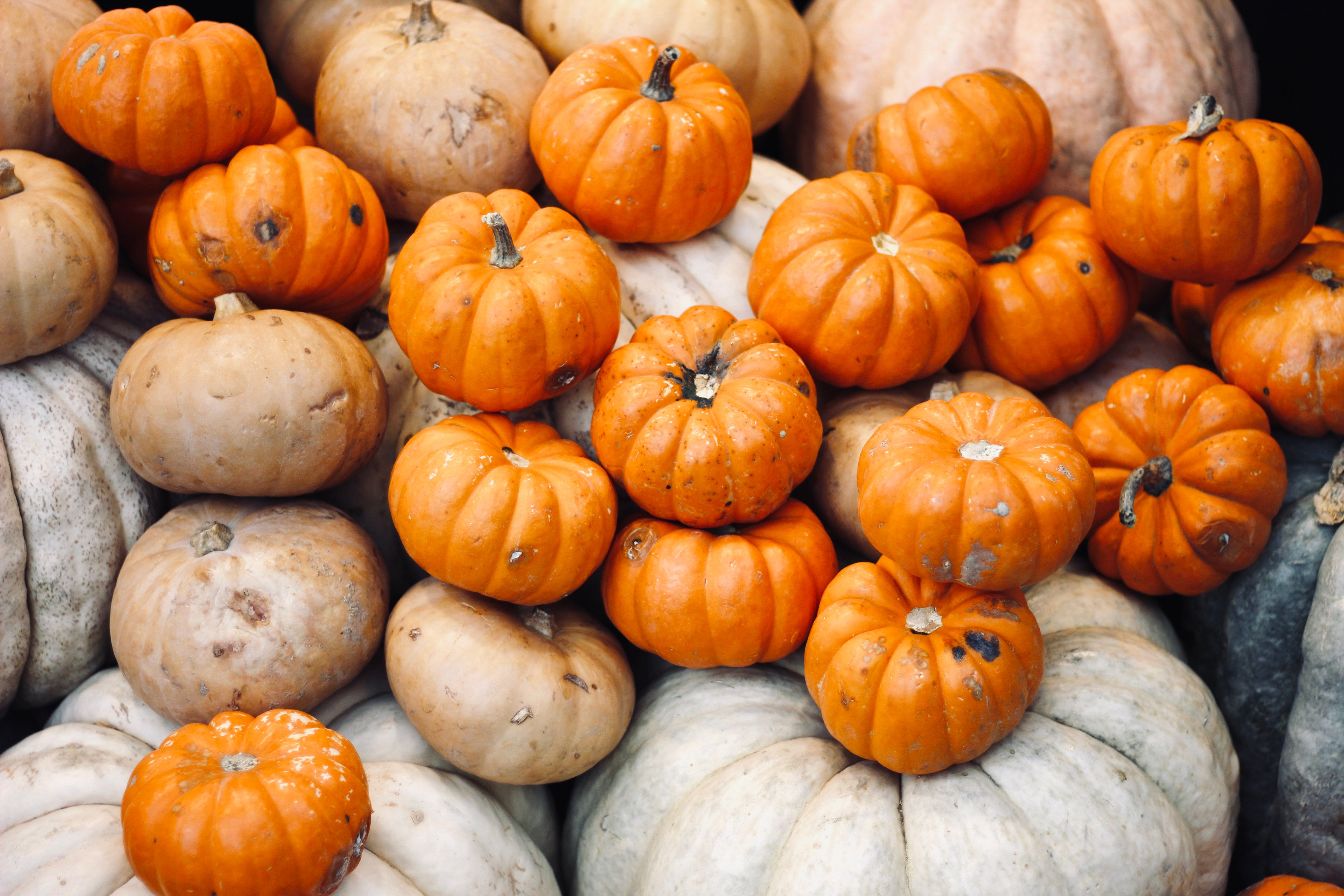 Fetch vs. Pumpkin Pet Insurance — Photo by Şehriban karakaya on Pexels