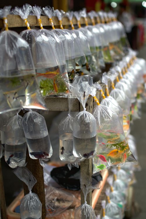 Free Rows of colorful fish in plastic bags displayed for sale at a local market. Stock Photo