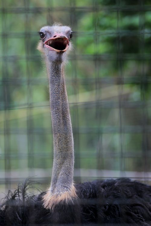 Free Portrait of a curious ostrich behind a wire fence in a zoo enclosure. Stock Photo