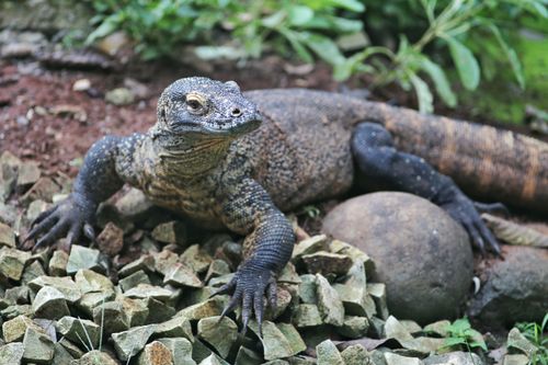 Free A Komodo dragon lies on rocky terrain, showcasing its natural habitat. Stock Photo