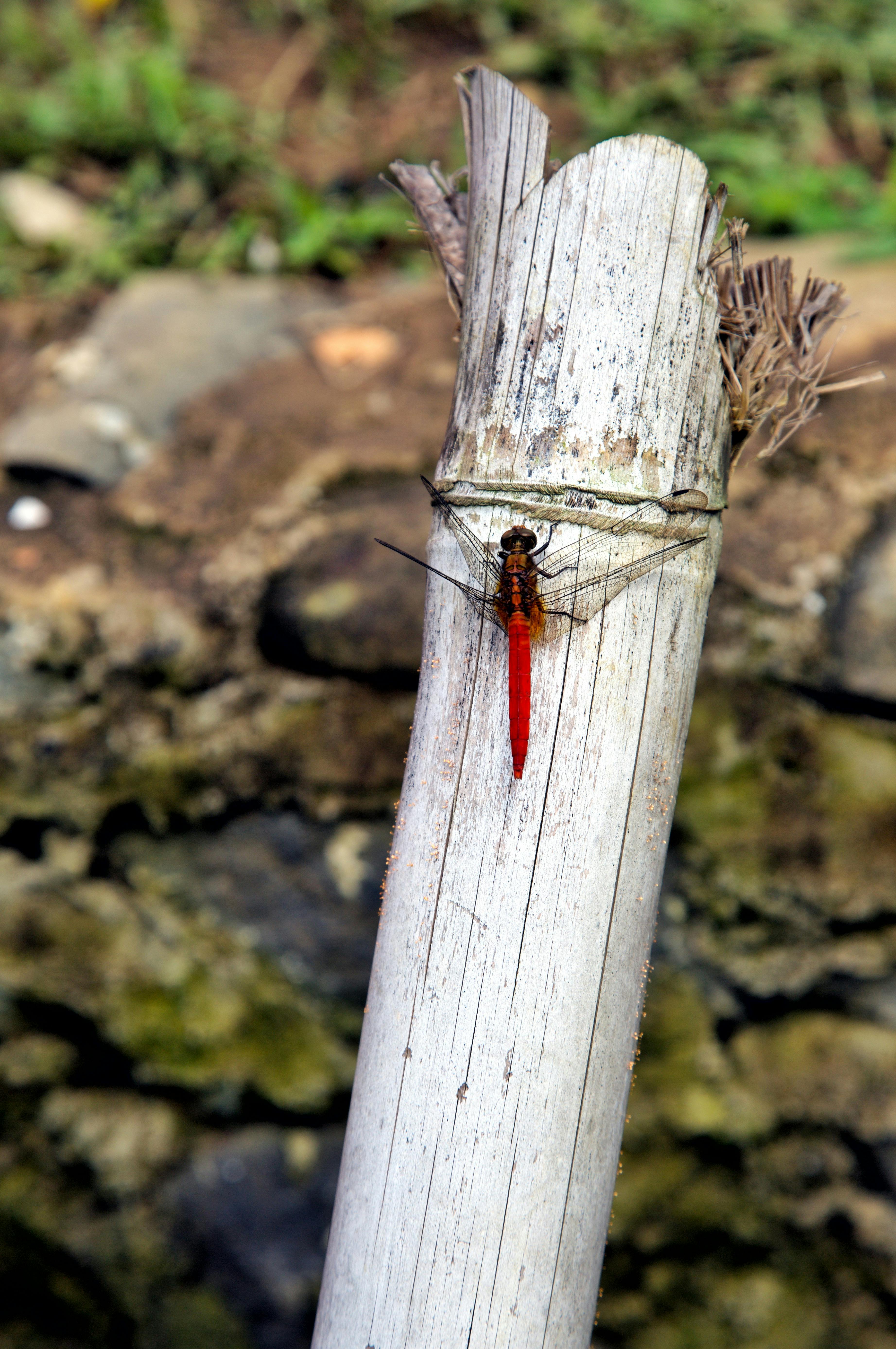 Zadarmo Fotobanka s bezplatnými fotkami na tému bambus, bambusová palica, bezstavovce Fotka z fotobanky