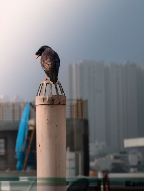 Free A city bird perched on a pipe against a blurred urban backdrop. Stock Photo