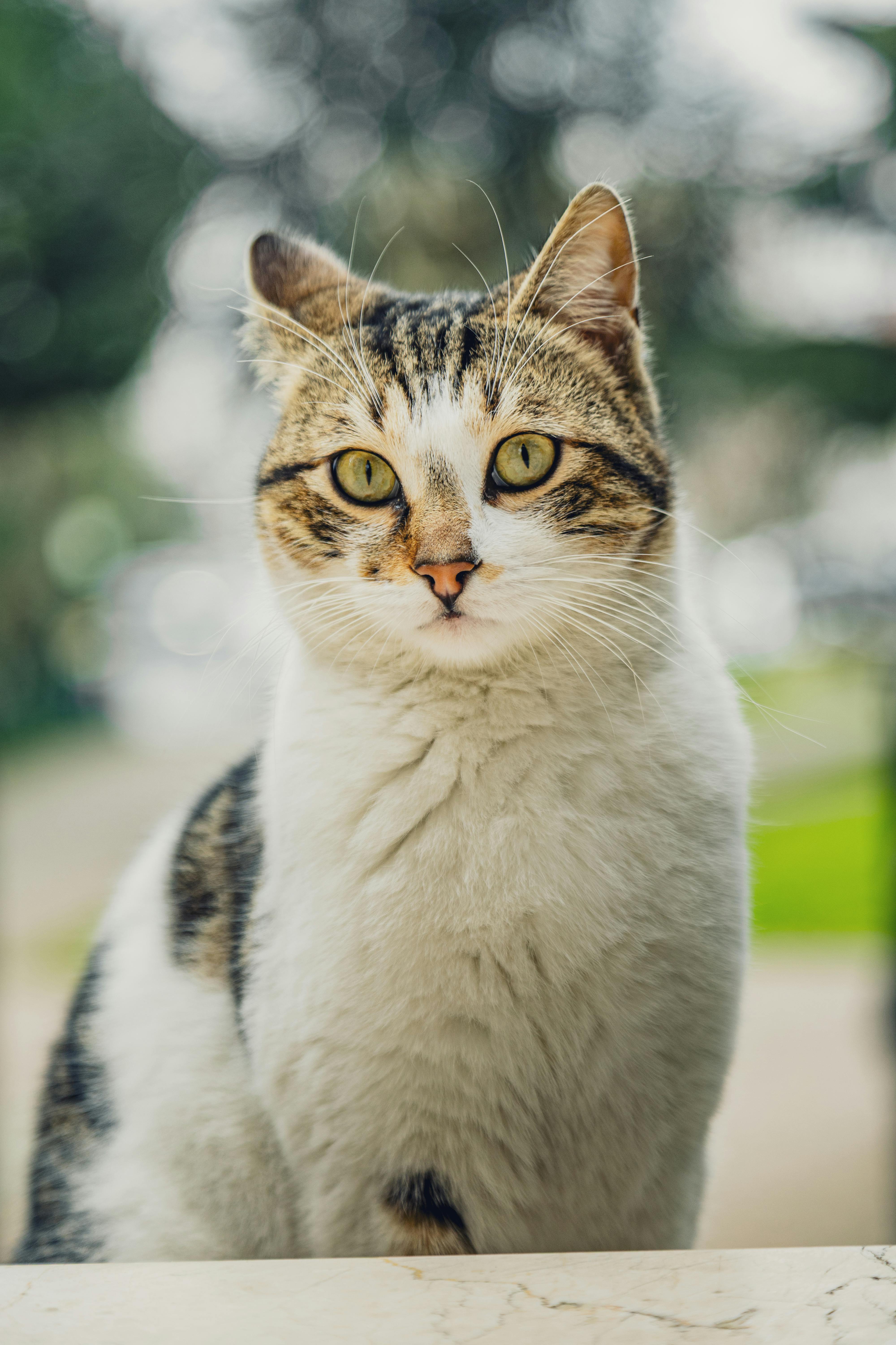 bezplatná Živý detail domácí mourovaté kočky se zelenýma očima venku ve dne. Základová fotografie