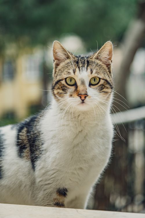 Free Close-up of a curious cat with green eyes standing outdoors in a natural environment. Stock Photo