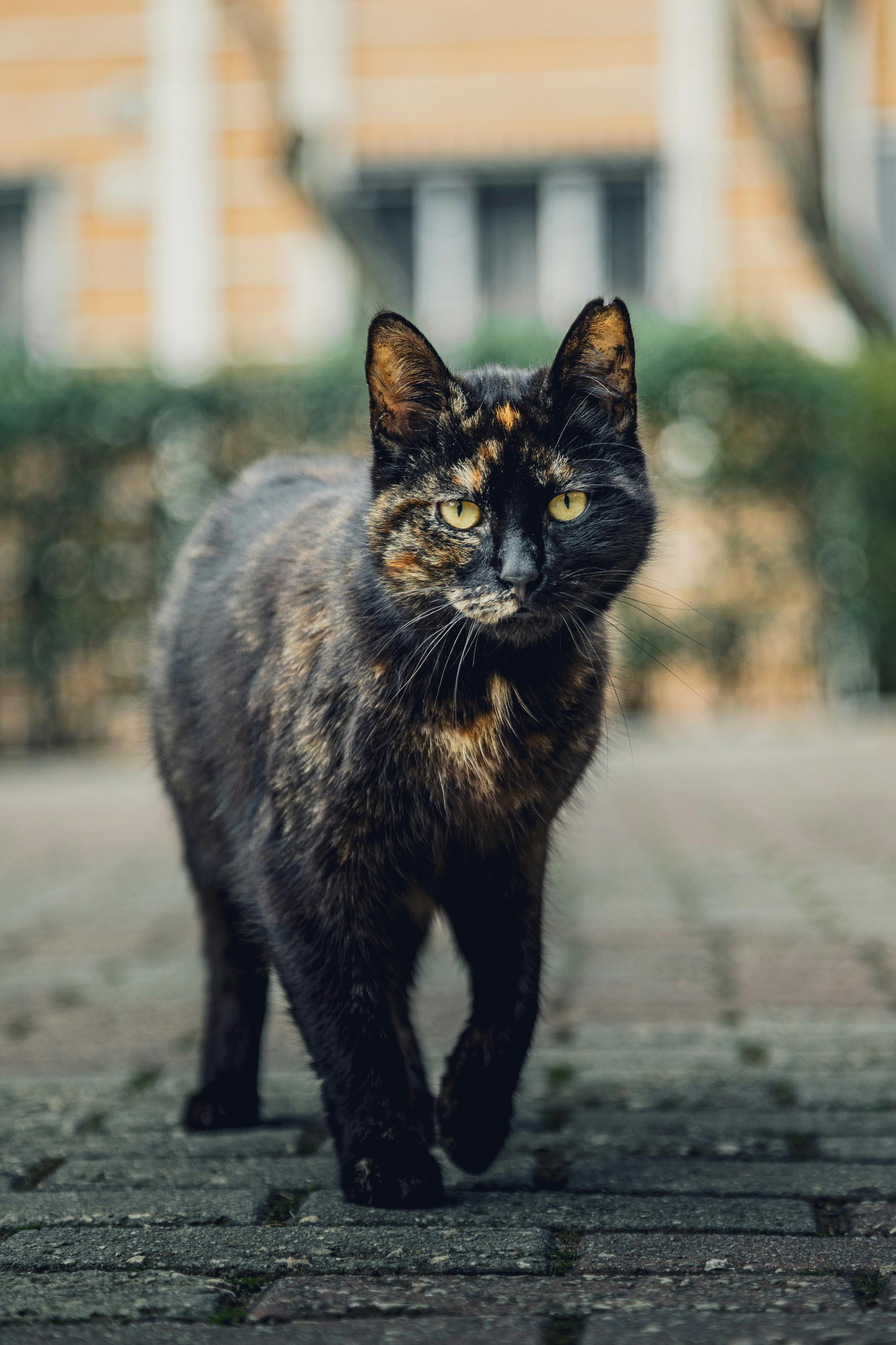 Bezpłatne Kot szylkretowy pewnie przechadza się po ceglanej ścieżce w miejskim otoczeniu. Zdjęcie z galerii