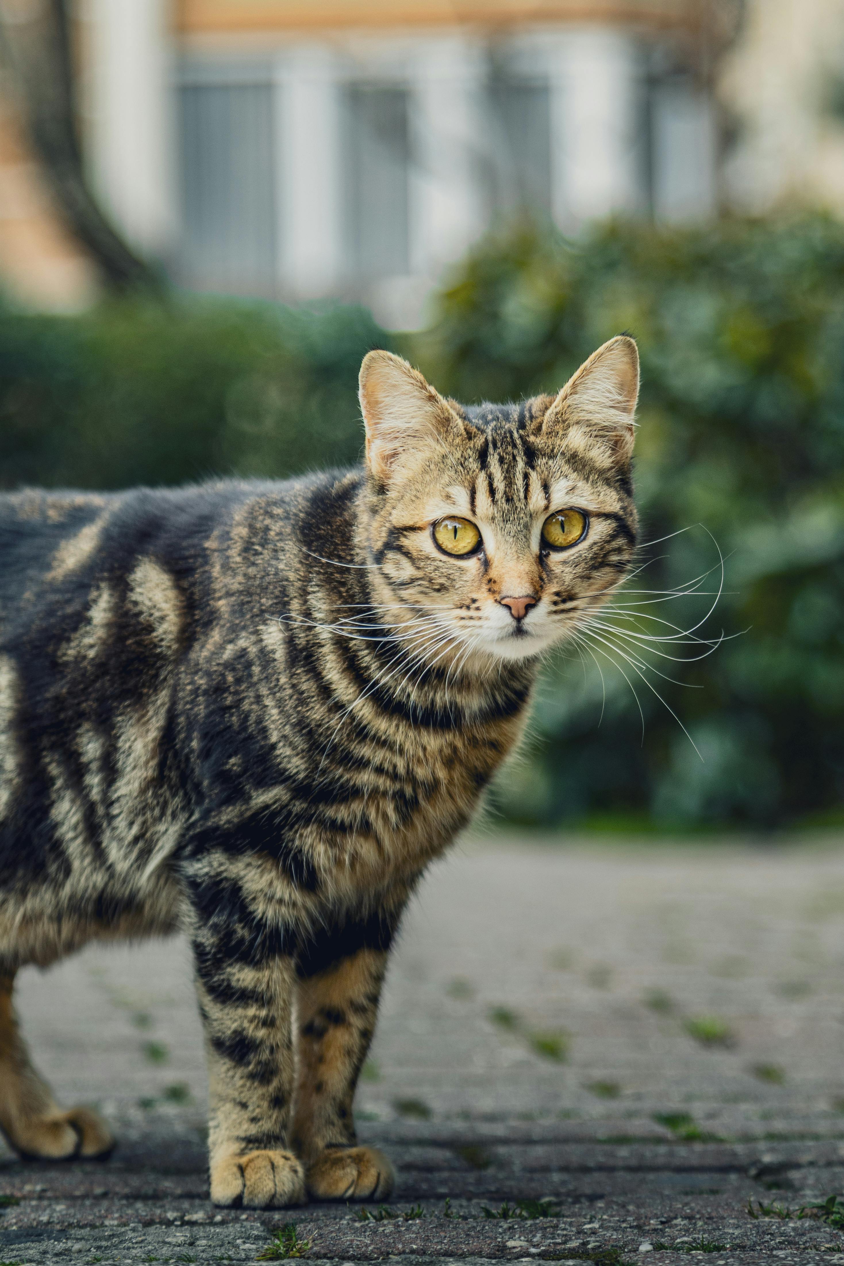 무료 거리, 경계, 고양이의 무료 스톡 사진