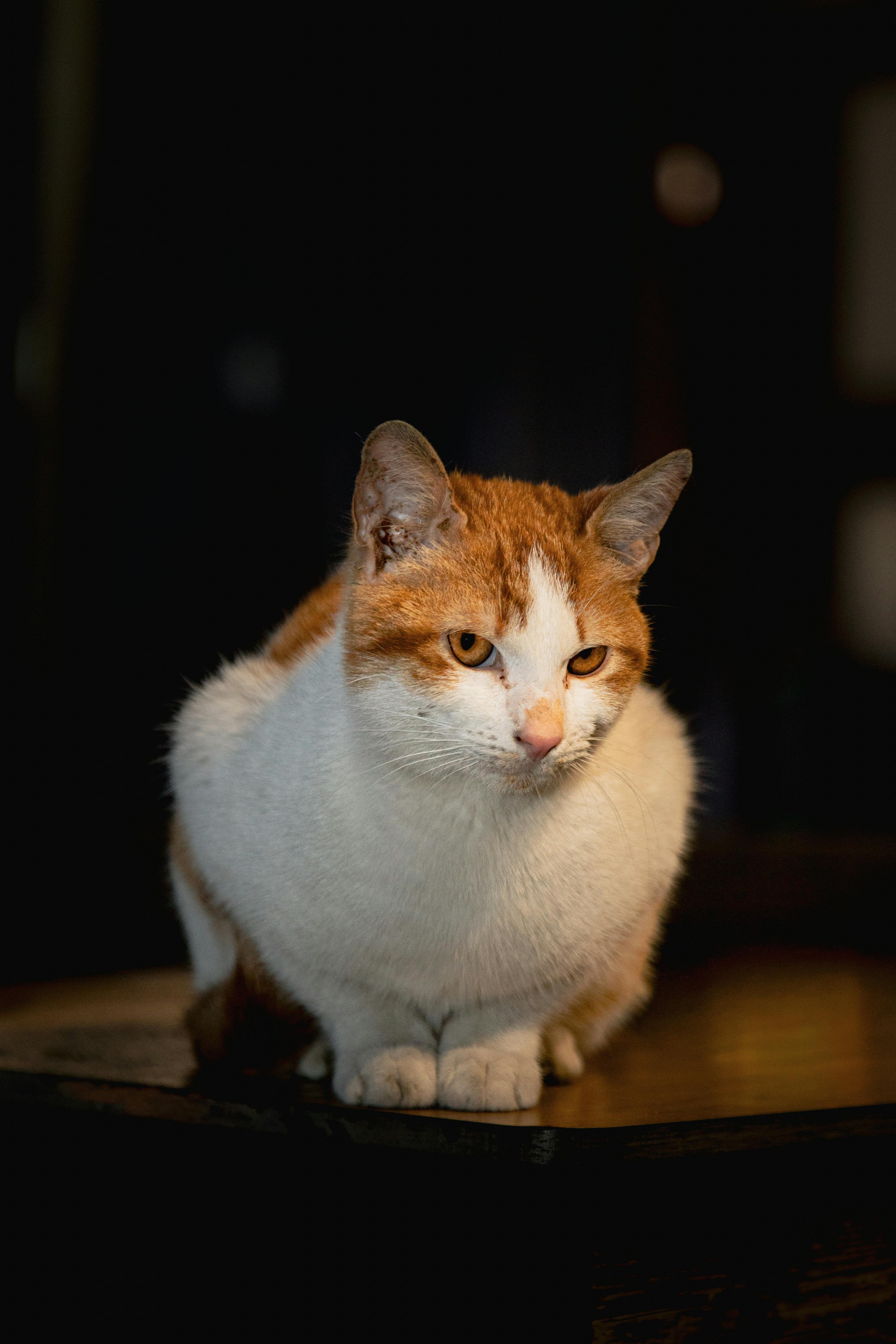 Zadarmo Pokojná oranžovo-biela mačka sediaca na drevenom povrchu v interiéri s tmavým pozadím. Fotka z fotobanky