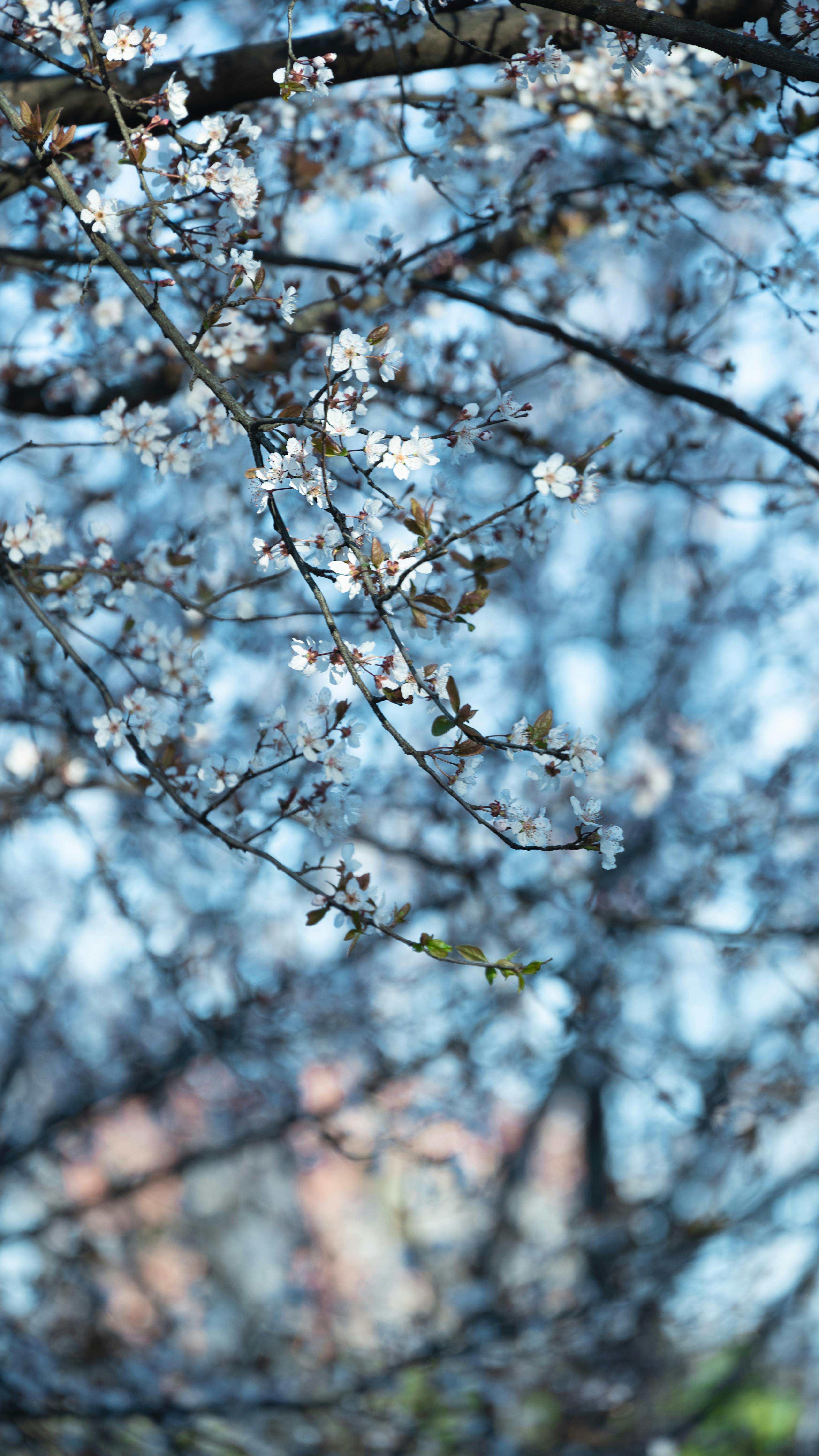 bezplatná Základová fotografie zdarma na téma bílé květy, čistý, dřevo stromu Základová fotografie