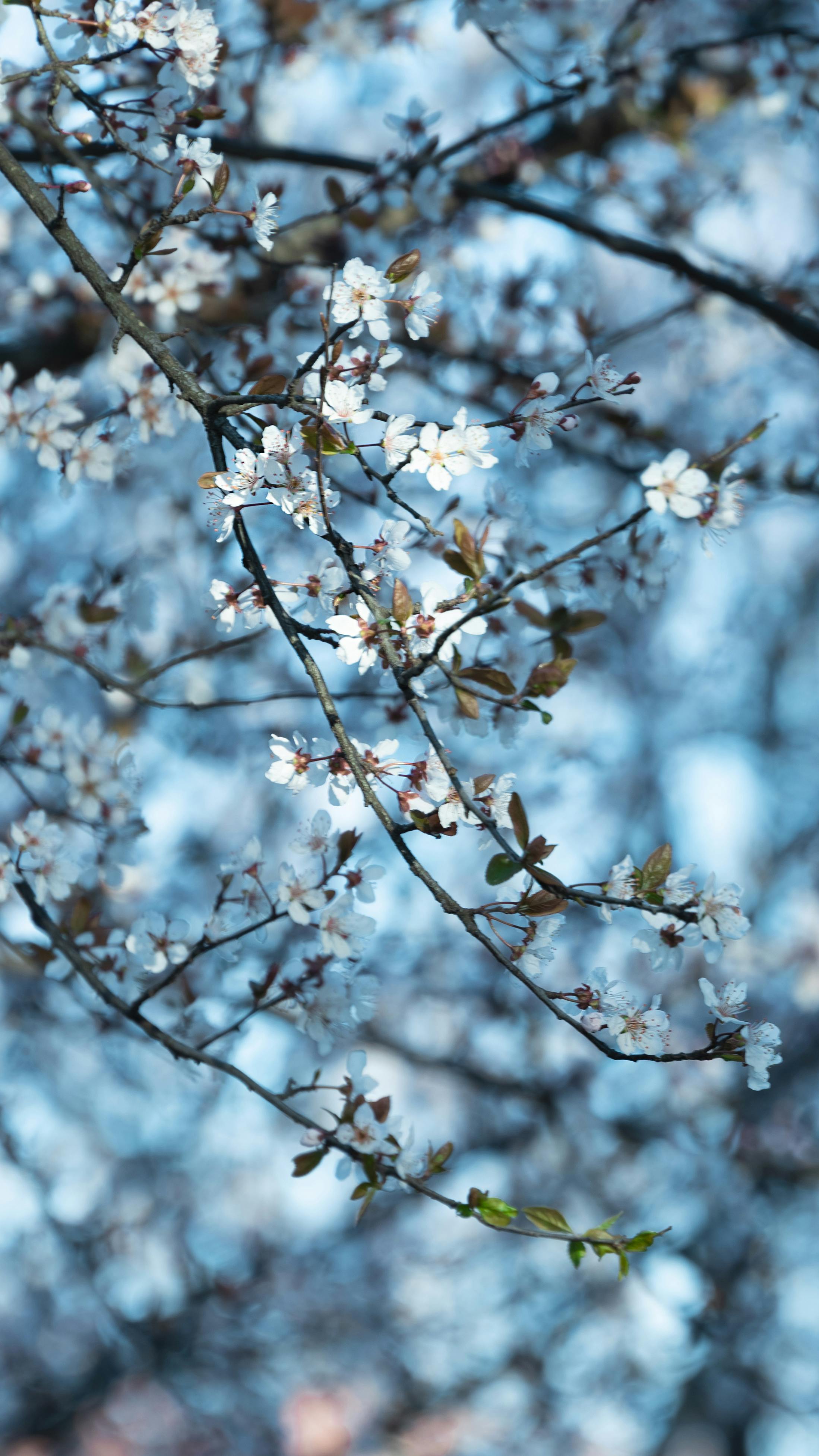 Gratuit Photos gratuites de arbres, arrière-plan, beauté naturelle Photos