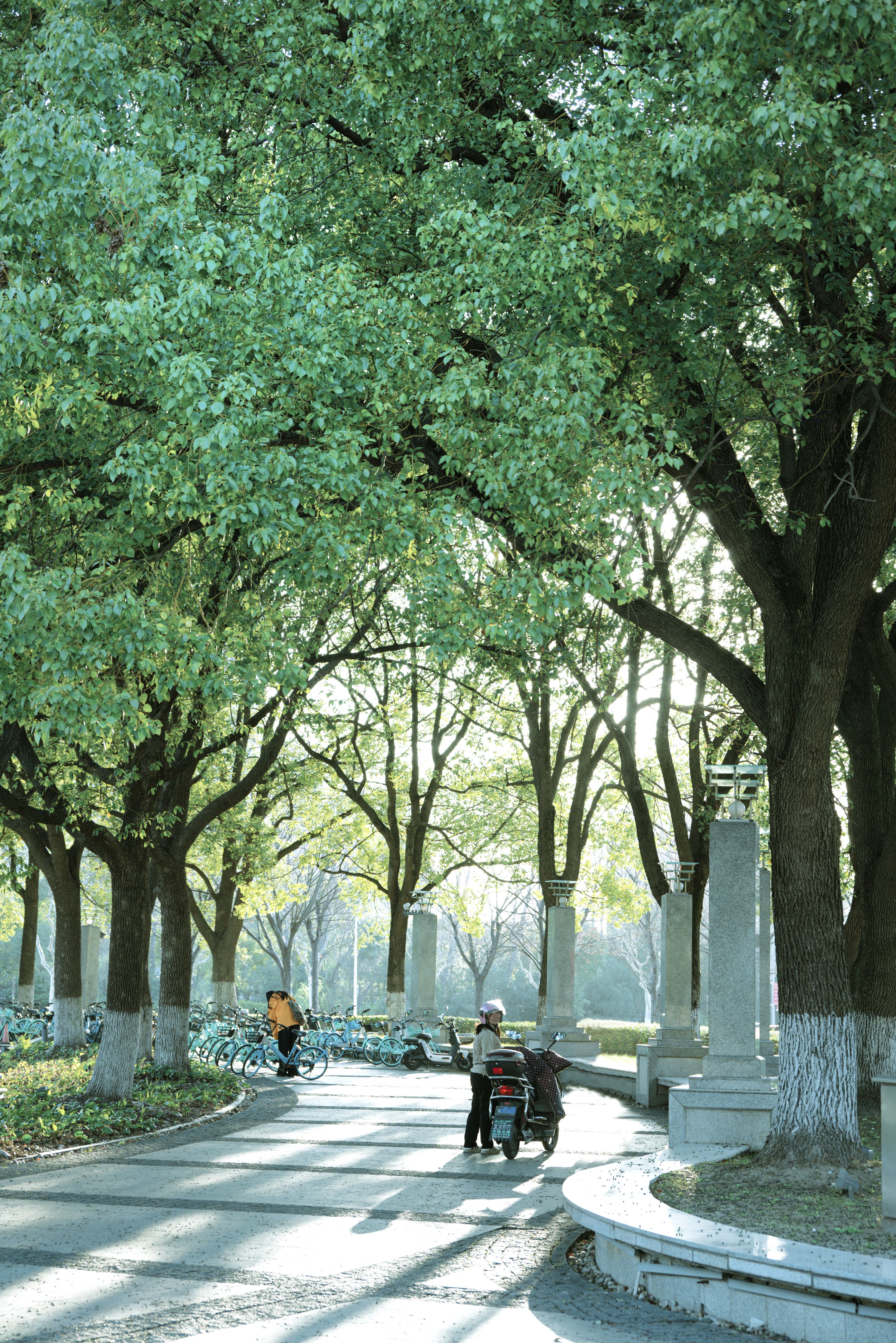 Serene Park Pathway with Bicycles and Trees · Free Stock Photo