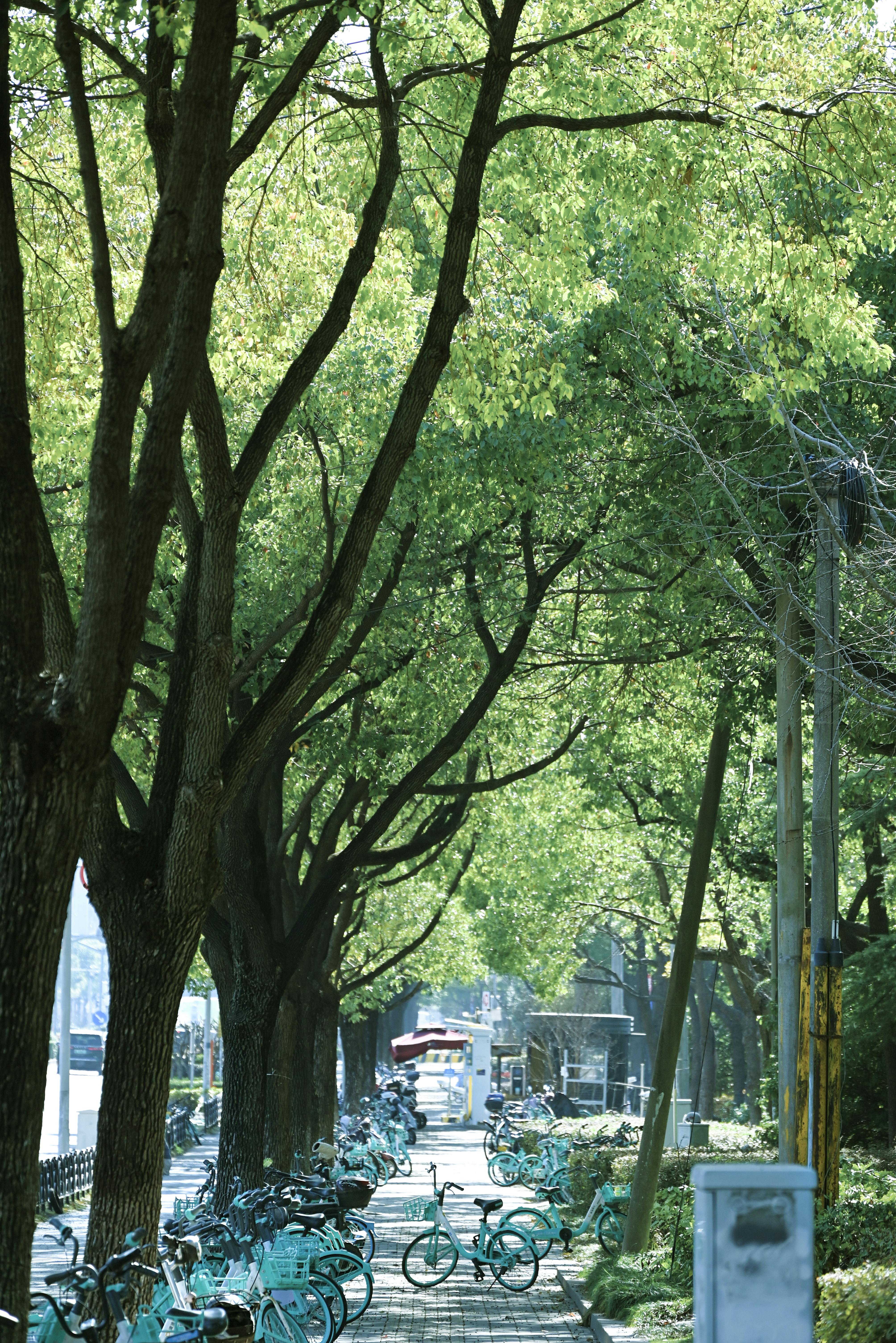 ฟรี คลังภาพถ่ายฟรี ของ @กลางแจ้ง, กลางแจ้ง, การขนส่งที่ยั่งยืน คลังภาพถ่าย