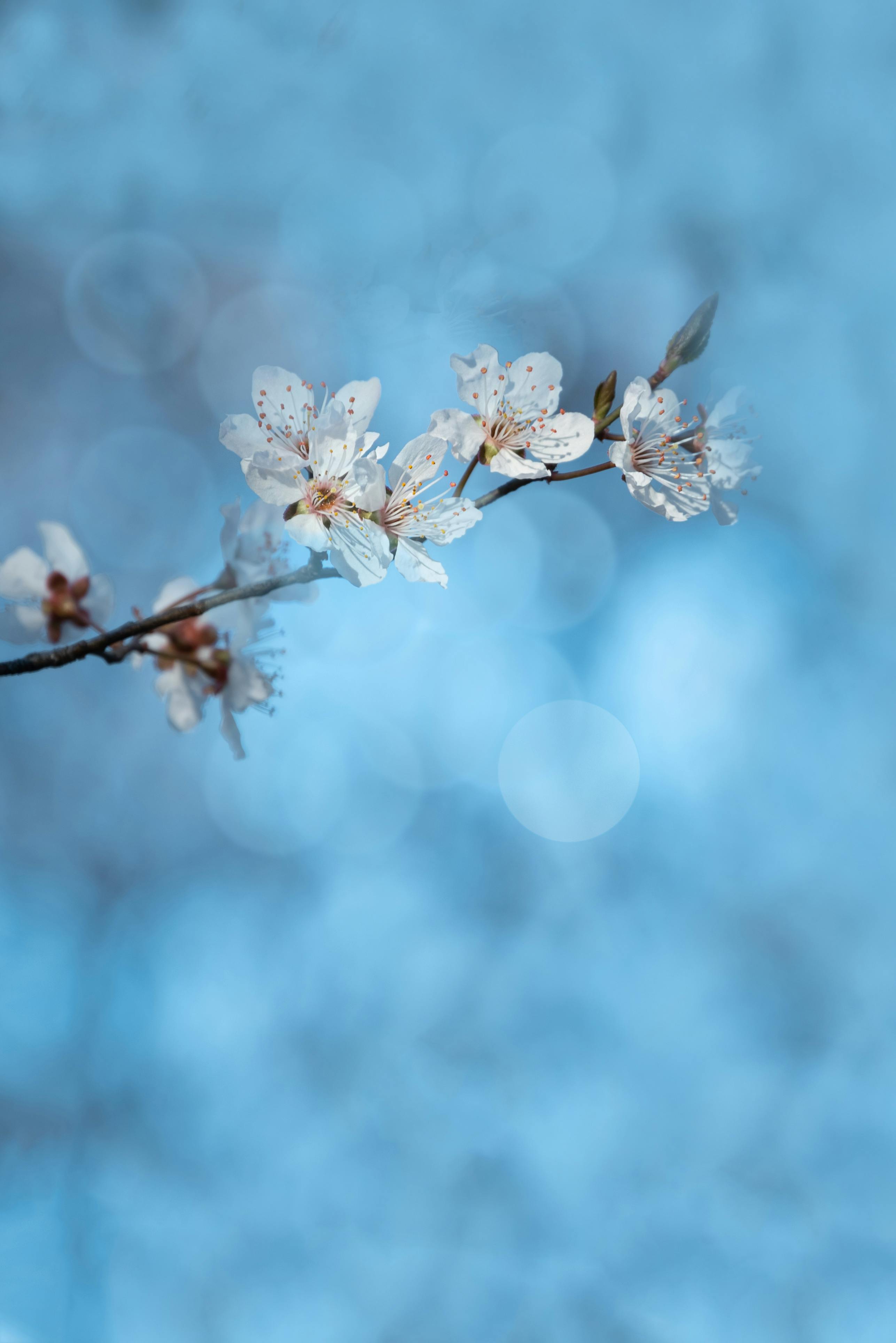 bezplatná Základová fotografie zdarma na téma bokeh, botanická zahrada, čerstvý Základová fotografie