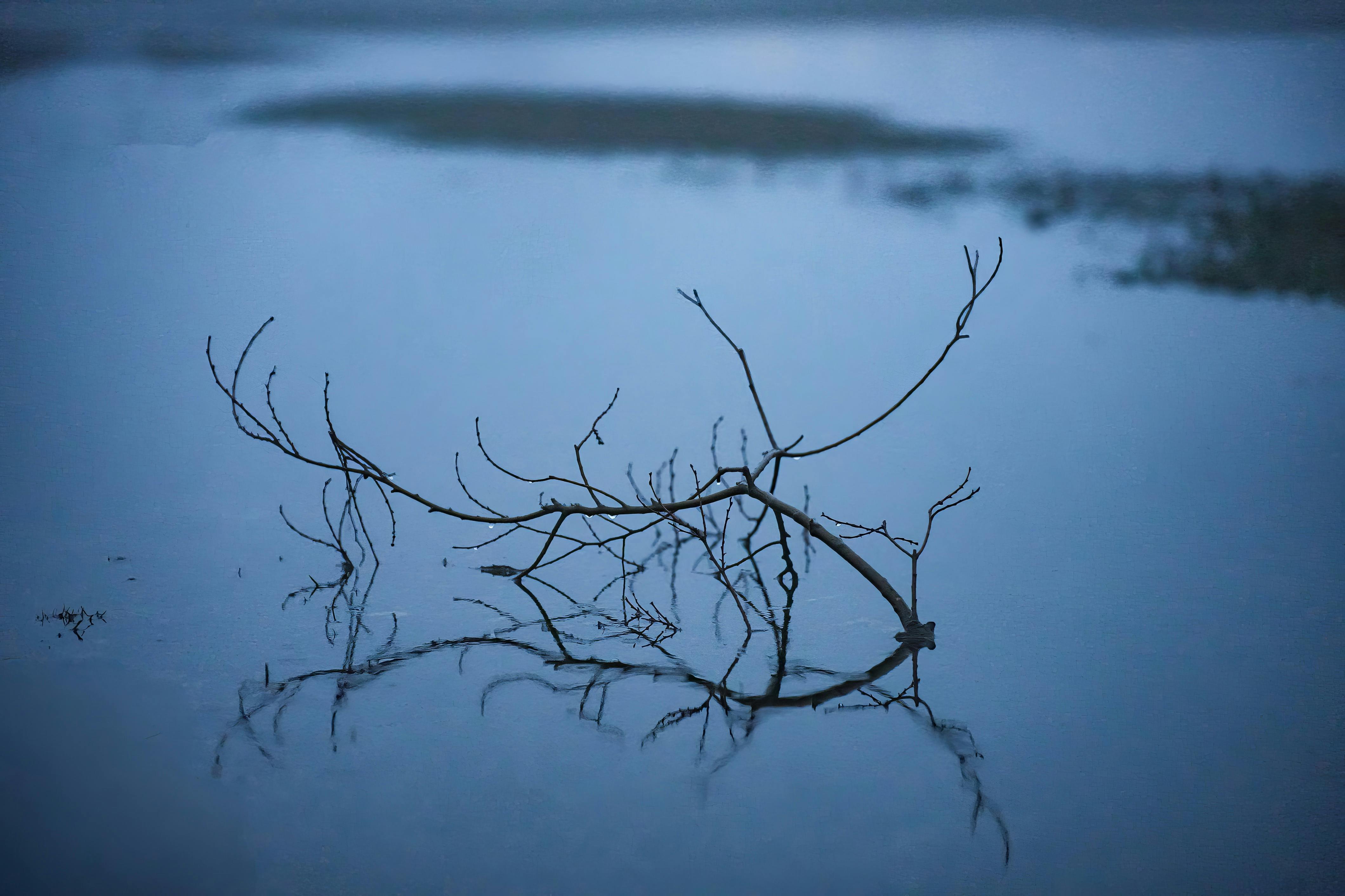 Безкоштовне Безтурботний вид голої гілки, що відбивається у спокійній воді, підкреслюючи спокій та простоту природи. стокове фото
