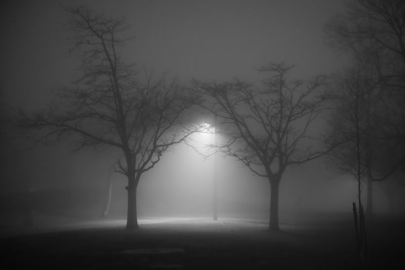 foggy night forest