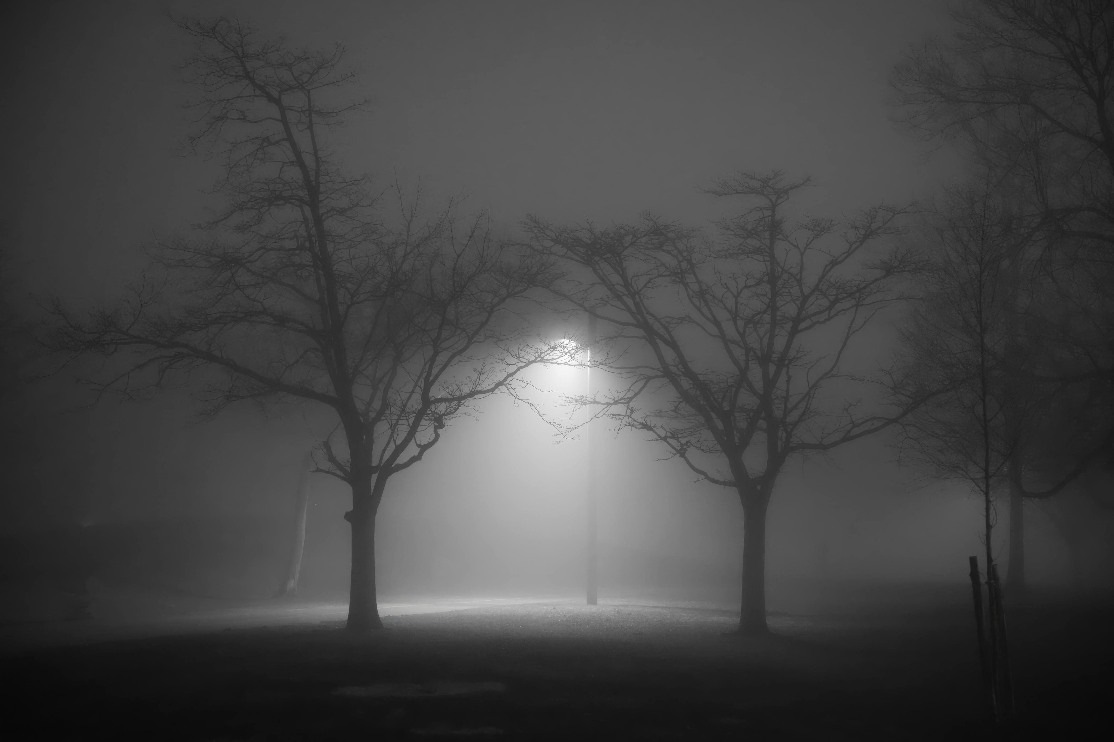ingyenes Ködös éjszakai jelenet csupasz fákkal és egy világító utcai lámpával, misztikus hangulatot teremtve. Stockfotó