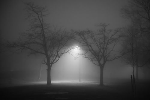 Free A foggy night scene with bare trees and a glowing streetlamp, creating a mystical atmosphere. Stock Photo