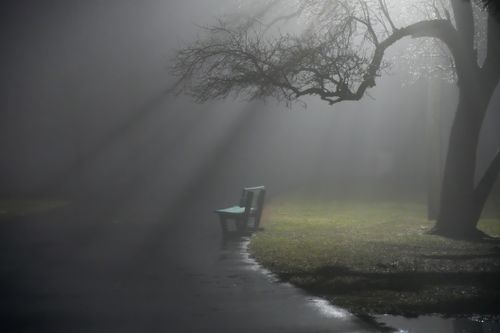 Free A foggy scene in a park with a lone bench under a tree, backlit by diffused light. Stock Photo