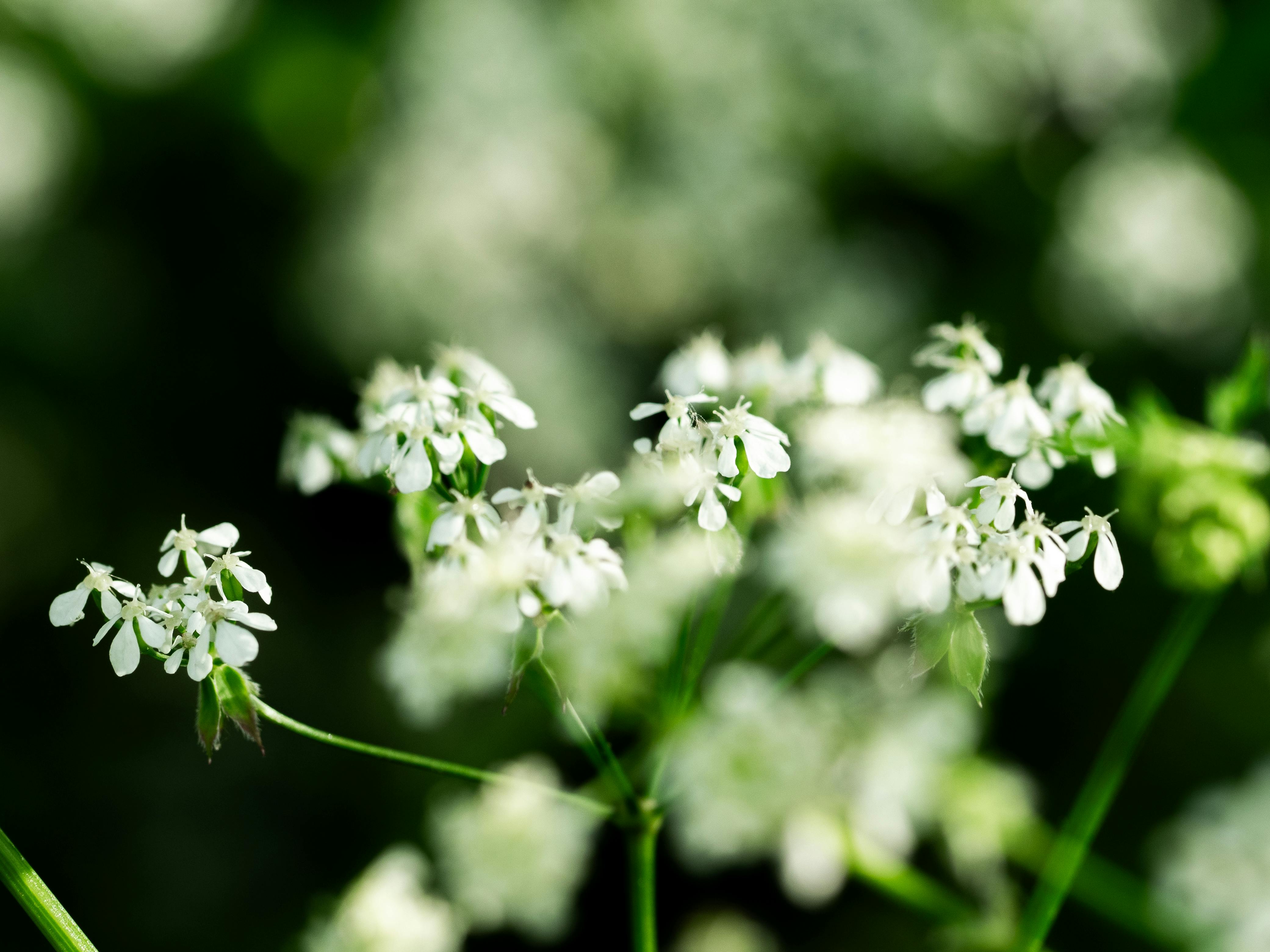무료 부드러운 배경을 뒤로 하고 활짝 핀 섬세한 흰 꽃들을 접사 촬영하여 몽환적인 분위기를 자아냅니다. 스톡 사진