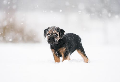 Zdjęcie Puppy On Snow