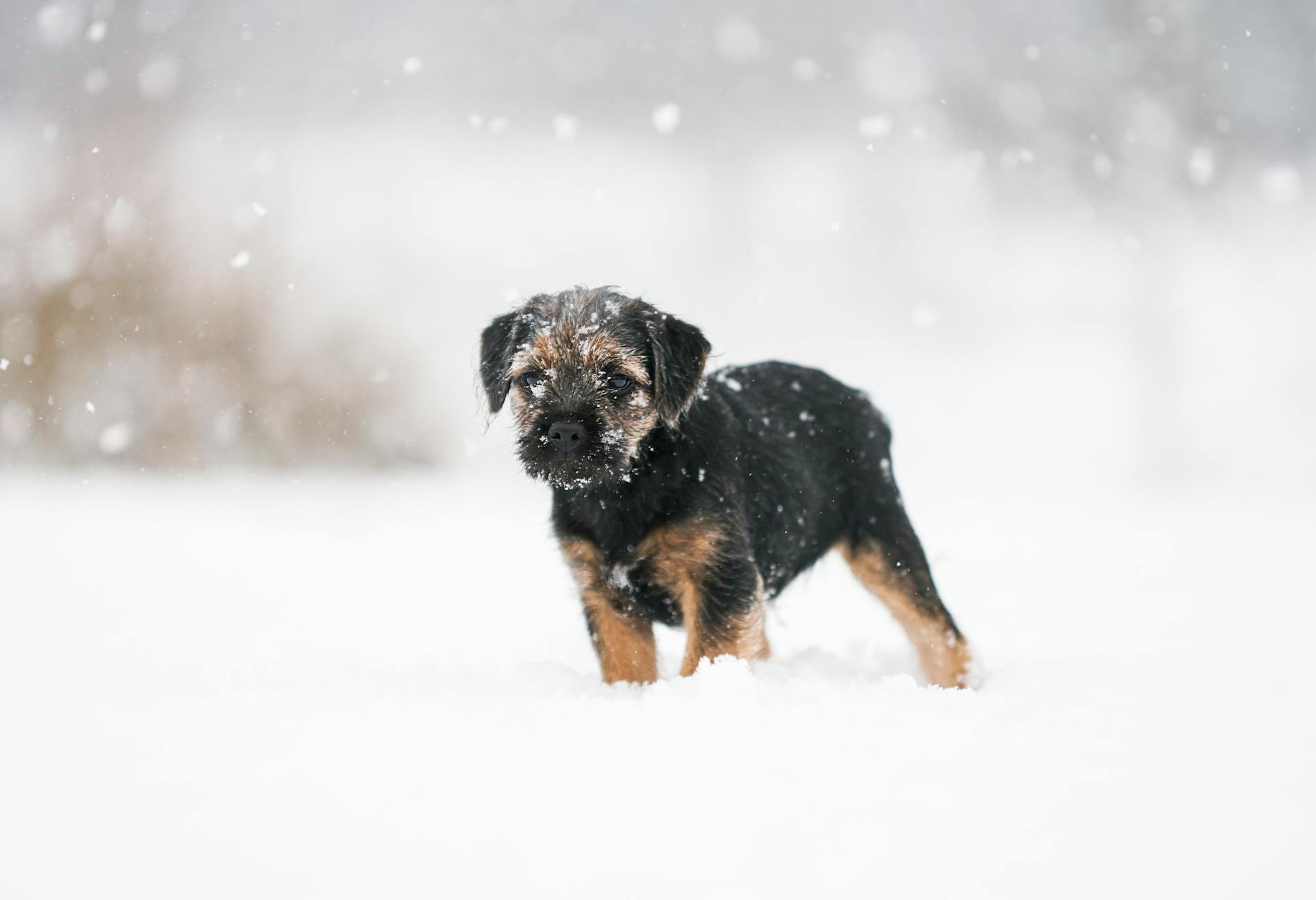 Photo of Puppy On Snow