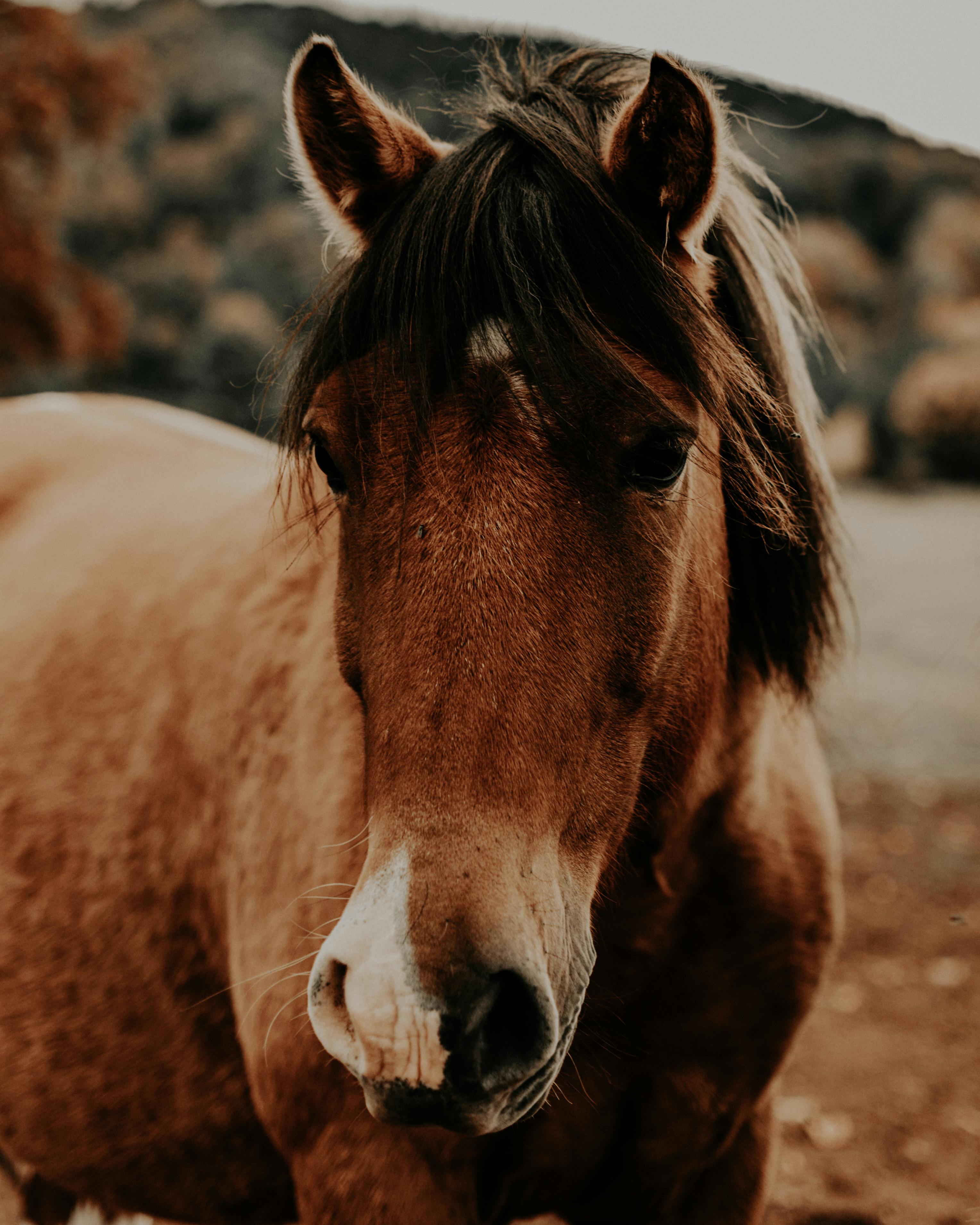 ฟรี ภาพถ่ายระยะใกล้ที่อบอุ่นของม้าสีน้ำตาลในบรรยากาศกลางแจ้ง ถ่ายทอดความสง่างามของมันได้อย่างลงตัว คลังภาพถ่าย