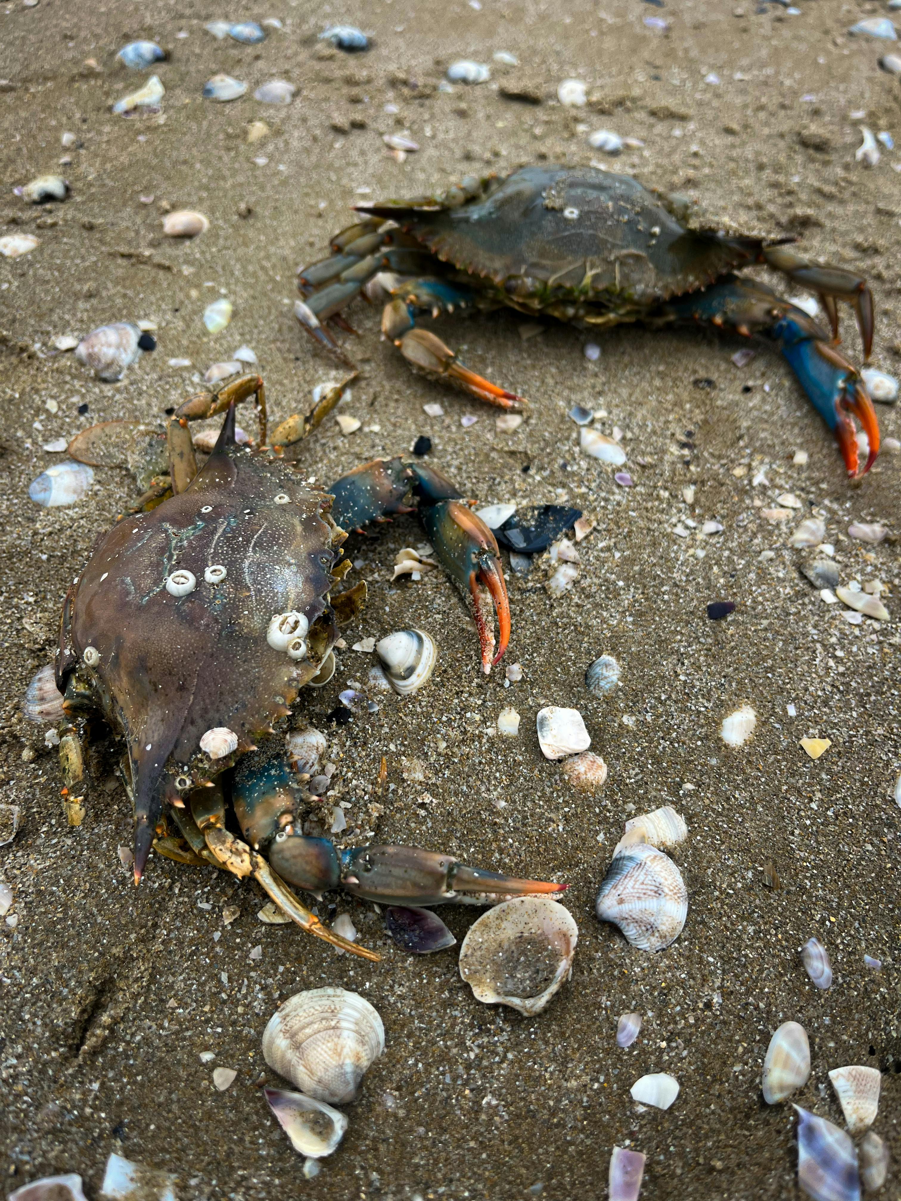 Two blue crabs among seashells on a sandy beach in Italy, vibrant coastal scene.