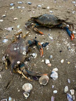 Two blue crabs among seashells on a sandy beach in Italy, vibrant coastal scene.