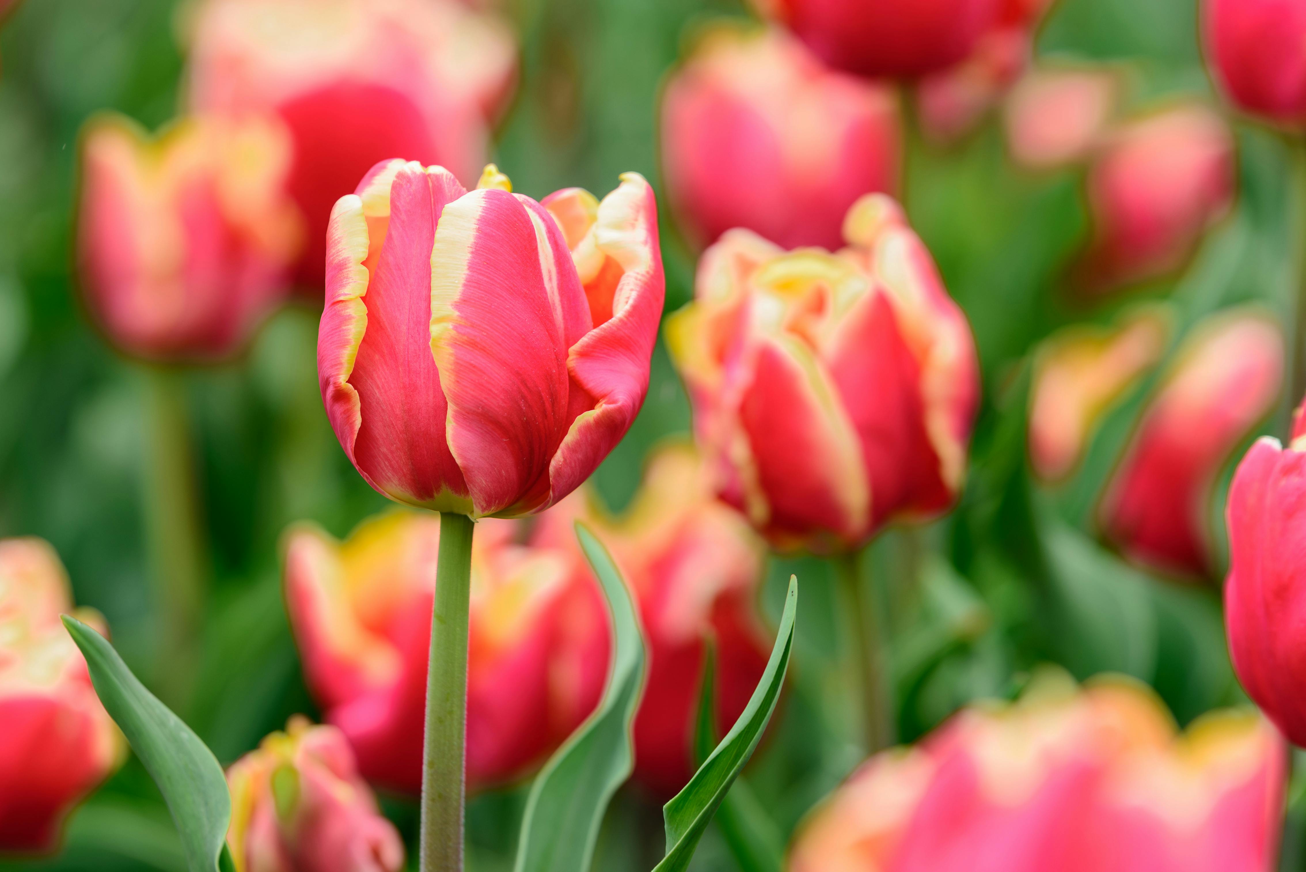 免費 春天盛開的紅色和黃色鬱金香的特寫鏡頭，展現出鮮豔的色彩。 圖庫相片