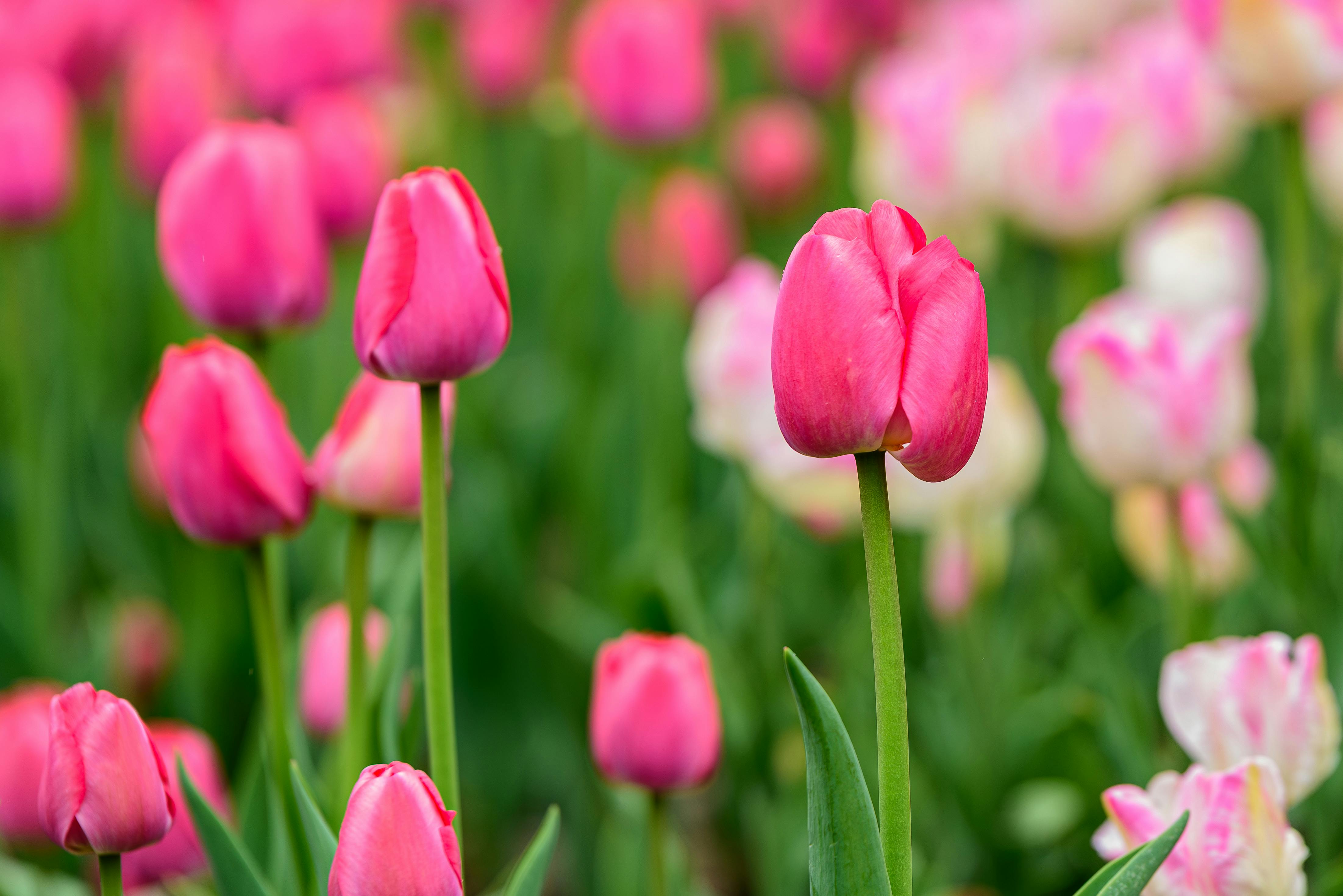 Bezpłatne Piękne zbliżenie intensywnie różowych tulipanów w pełnym rozkwicie wiosną. Zdjęcie z galerii