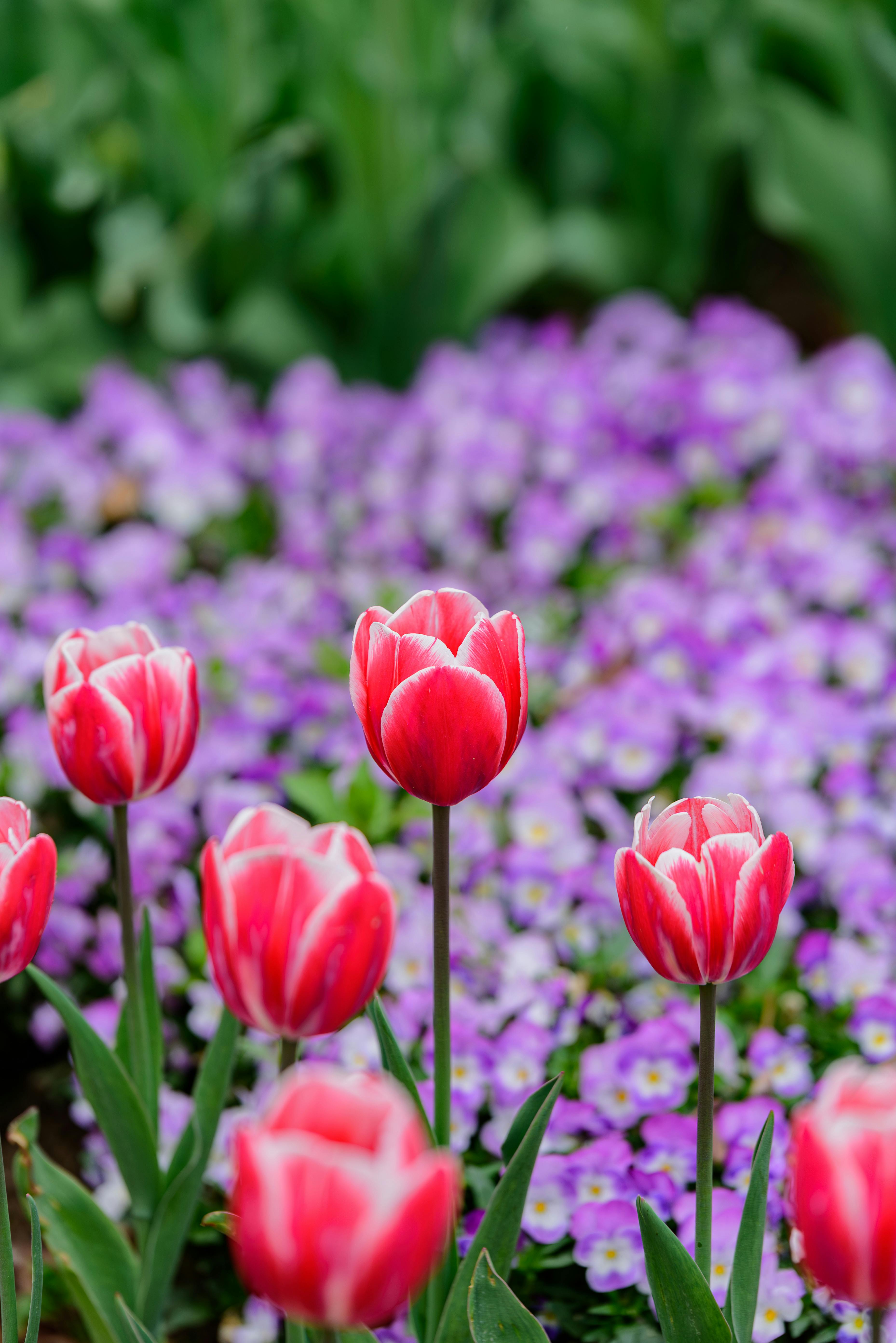 [ColoSach]-closeup-of-red-tulips-amidst-purple-flowers,-showcasing-spring-garden-beauty.