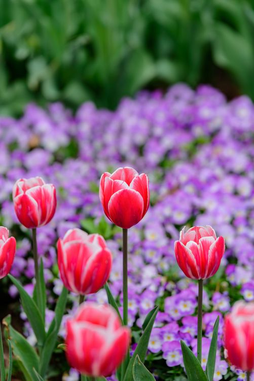 Vibrant Tulips Blooming in Spring Garden · Free Stock Photo