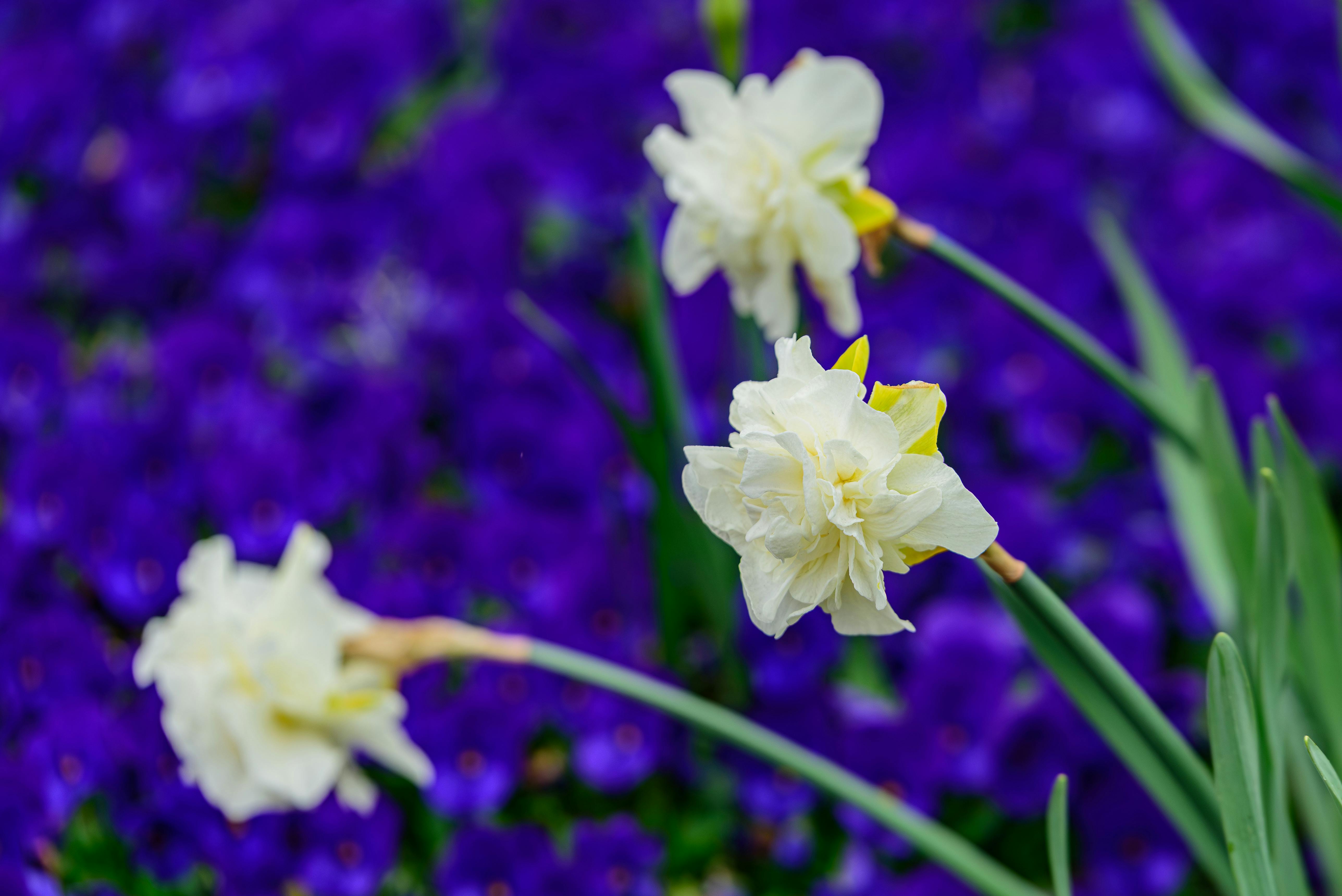 Miễn phí Hình ảnh cận cảnh những bông hoa thủy tiên trắng tinh khôi tương phản với những bông hoa màu tím rực rỡ, ghi lại vẻ đẹp sống động của mùa xuân. Ảnh lưu trữ