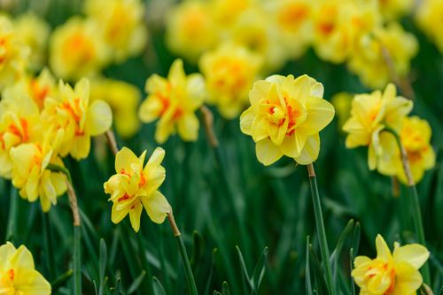 Free Close-up of vibrant yellow daffodils blooming during springtime, showcasing their vivid colors. Stock Photo