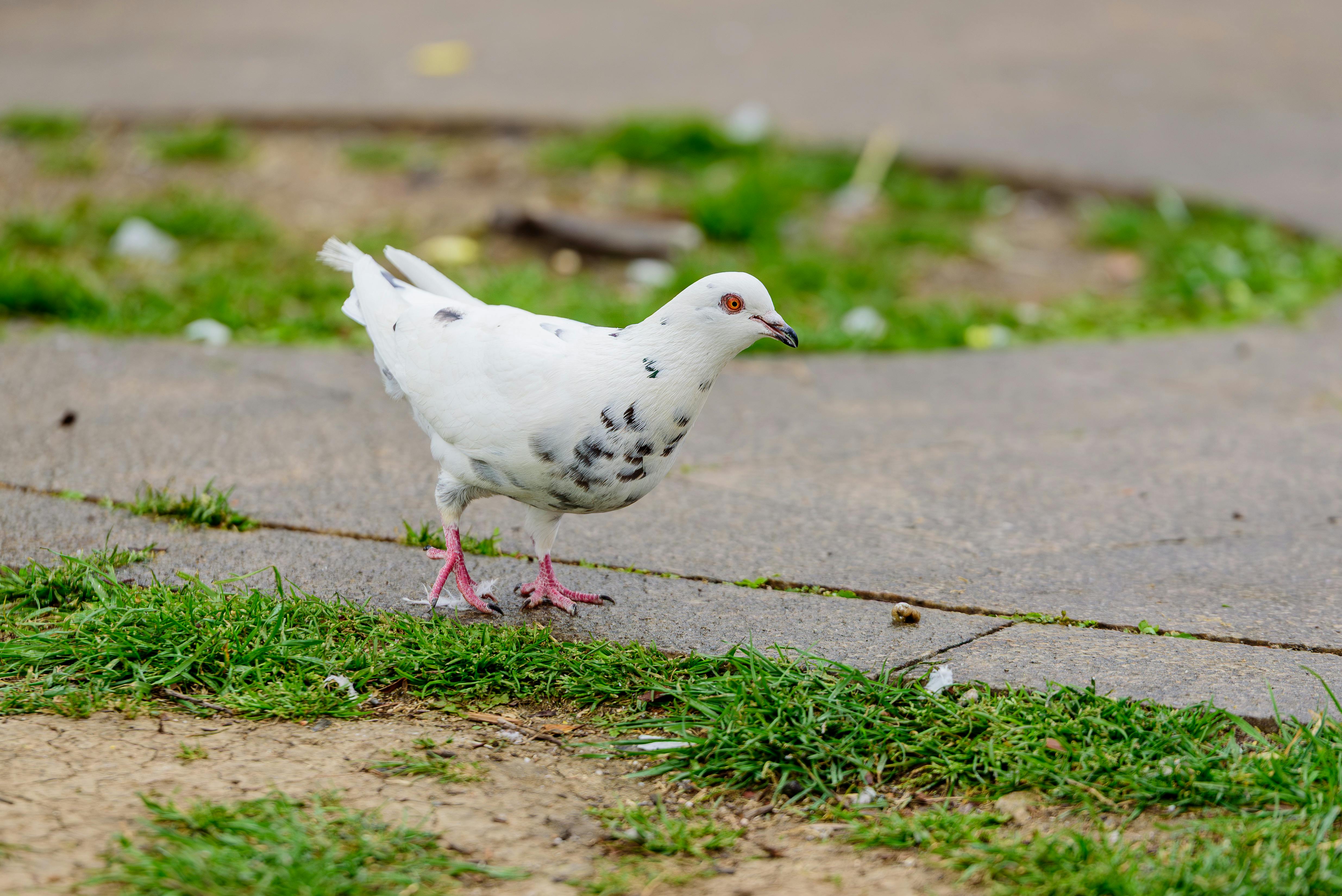 免費 公園, 動物, 動物行為 的 免費圖庫相片 圖庫相片
