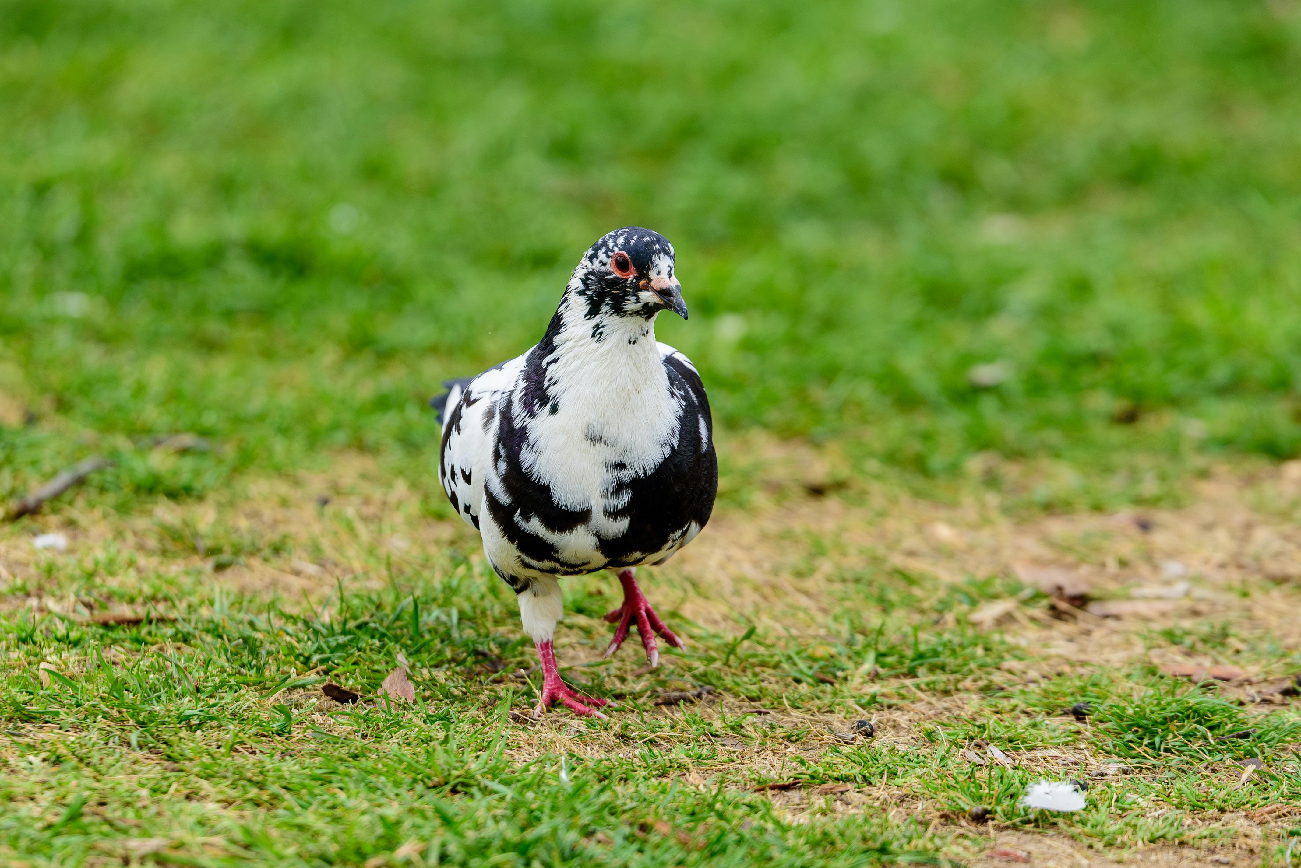 Miễn phí Một con chim bồ câu đốm với bộ lông đen trắng đang đi trên một cánh đồng cỏ vào ban ngày. Ảnh lưu trữ