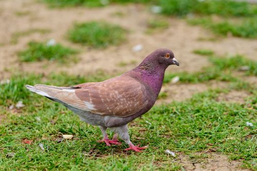 Free Detailed shot of a pigeon walking on grassy ground, showcasing its plumage. Stock Photo