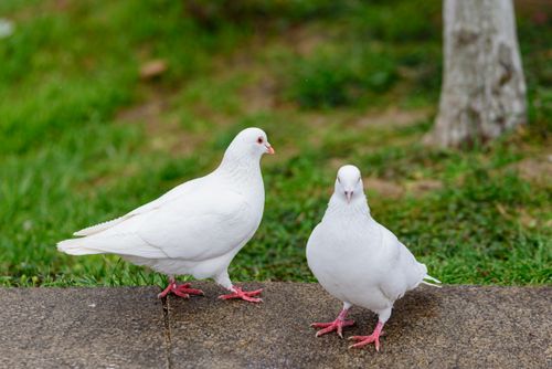 Free Two white doves walking serenely on a park pathway surrounded by green grass. Stock Photo