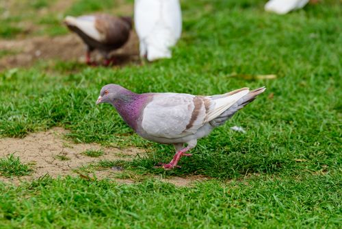 Free Pigeon with iridescent plumage walking on green grass in a park setting. Stock Photo