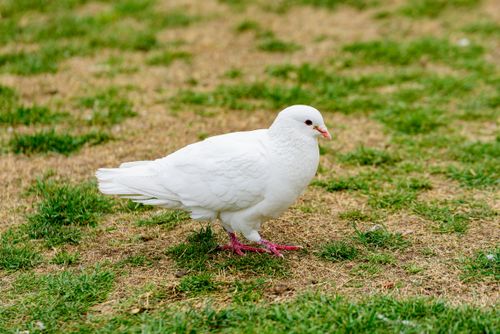 Free A white dove standing gracefully on a grassy field, symbolizing peace and serenity. Stock Photo