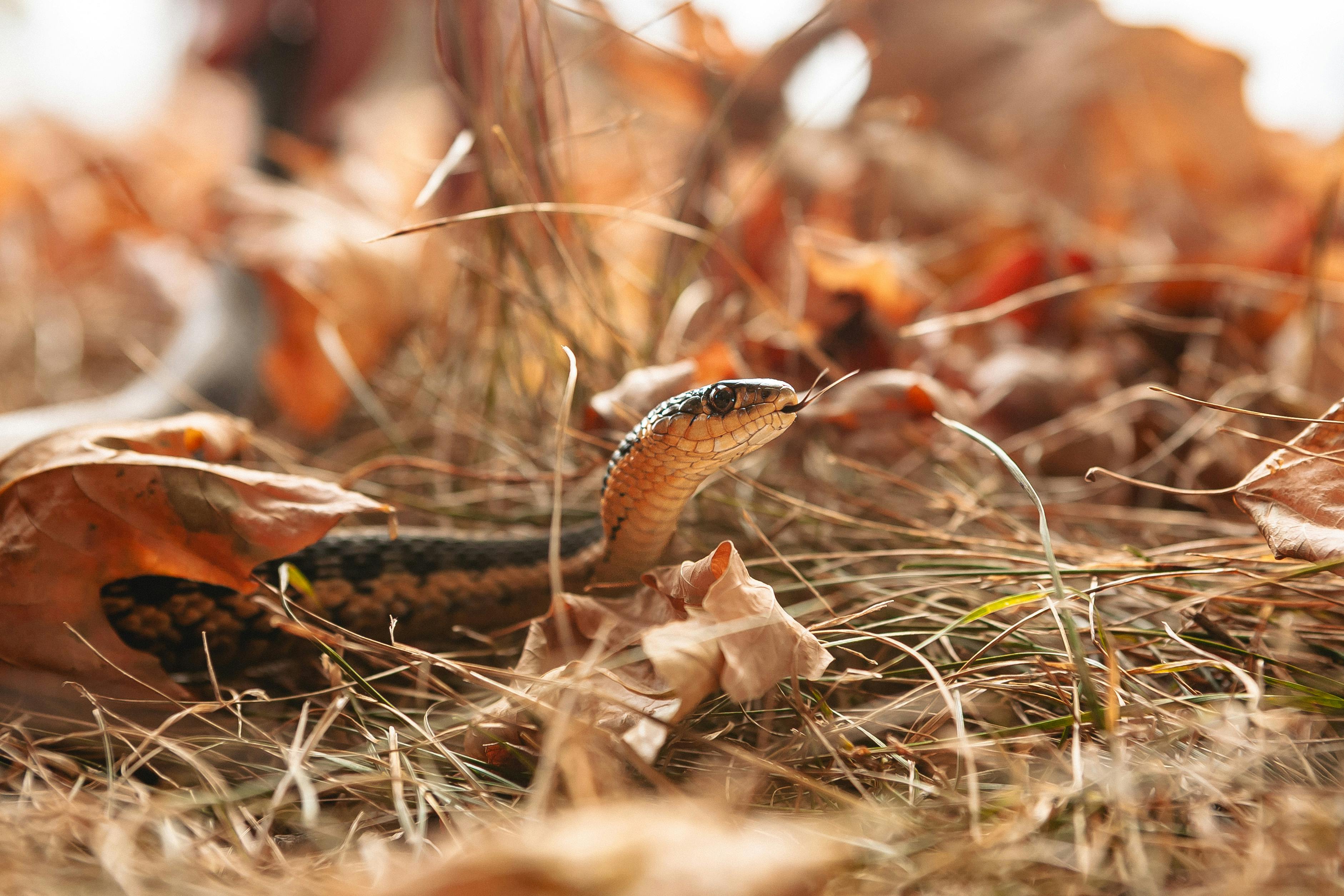 Free stock photo of fall, garter snake, ontario Stock Photo