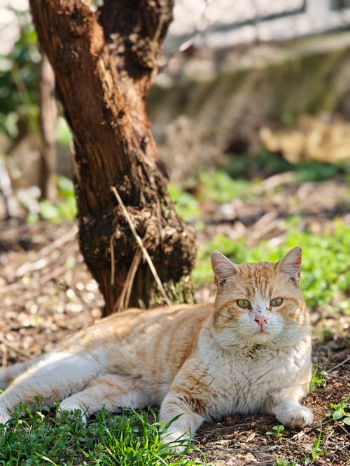 Free A ginger tabby cat lounging outdoors in a sunny garden setting with green grass. Stock Photo